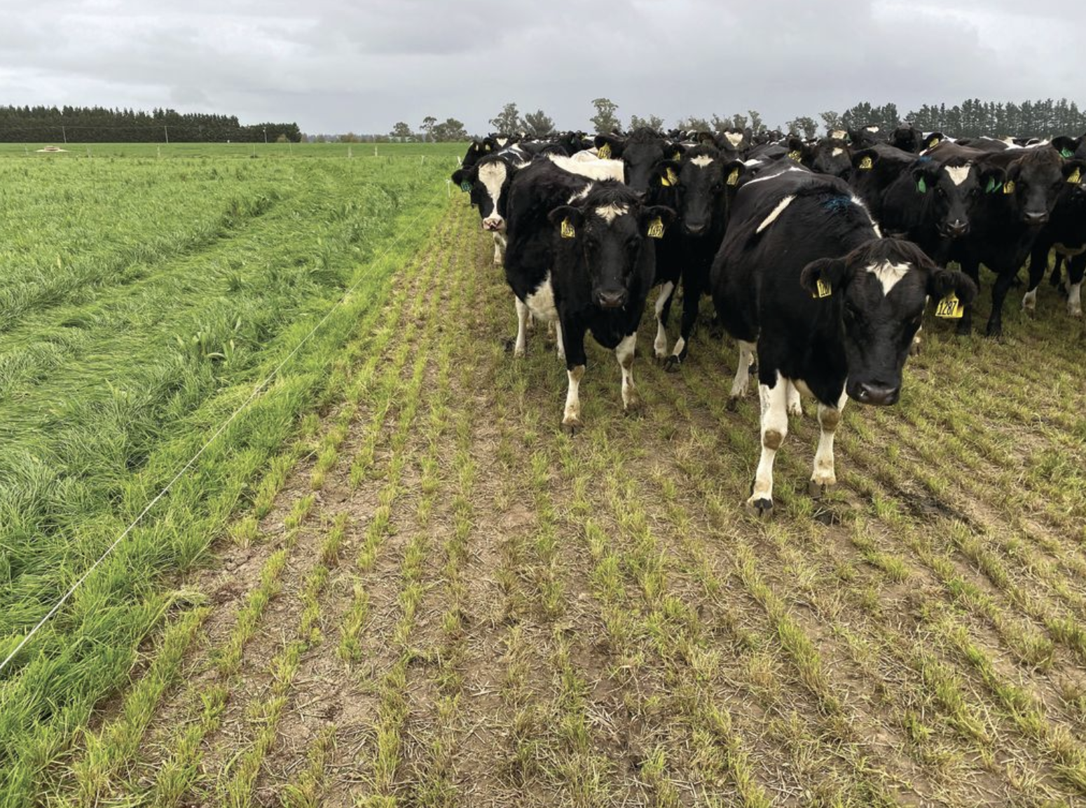 A couple of serious perennial ryegrasses