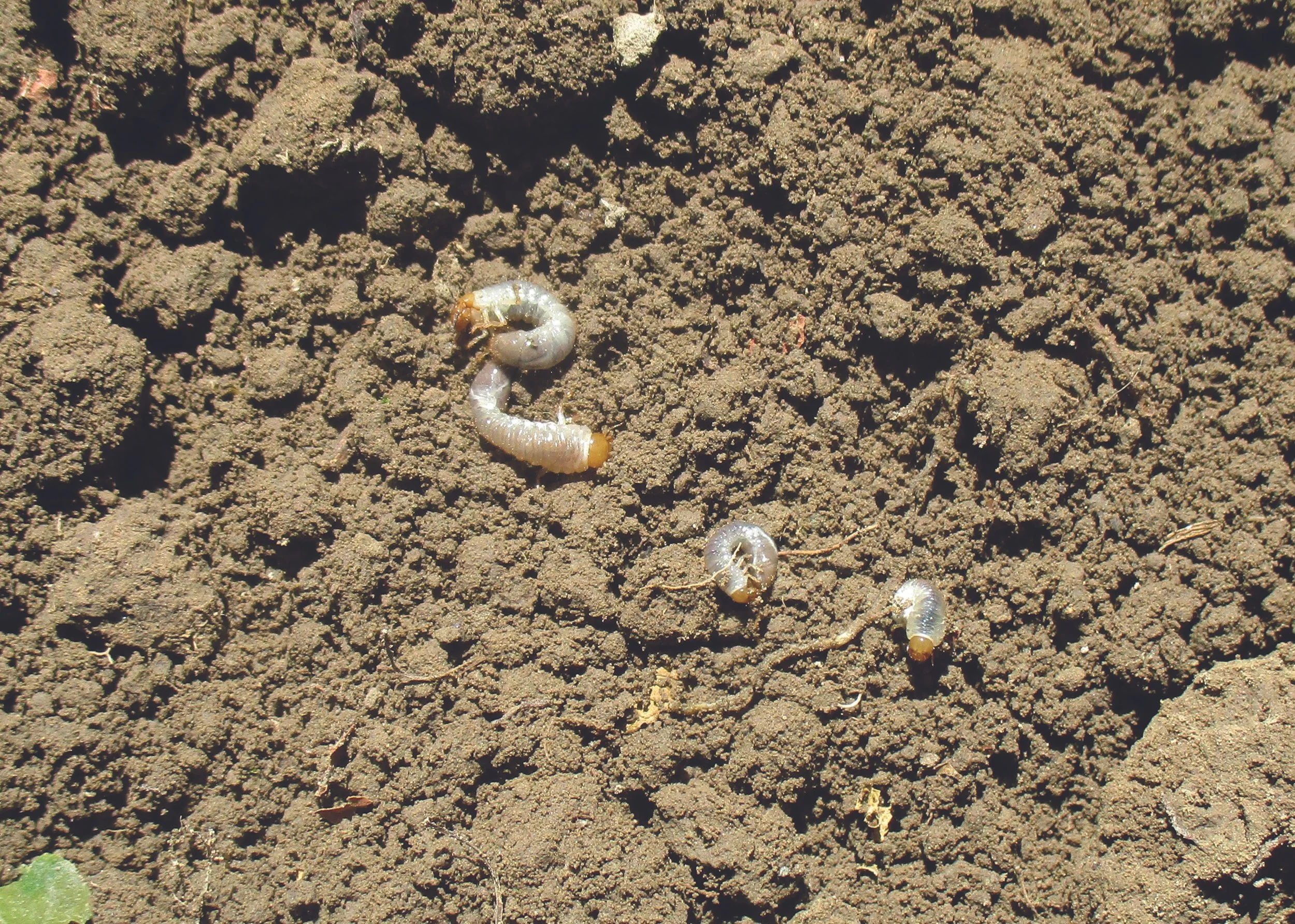 Control NZ grass grub the biological way this autumn