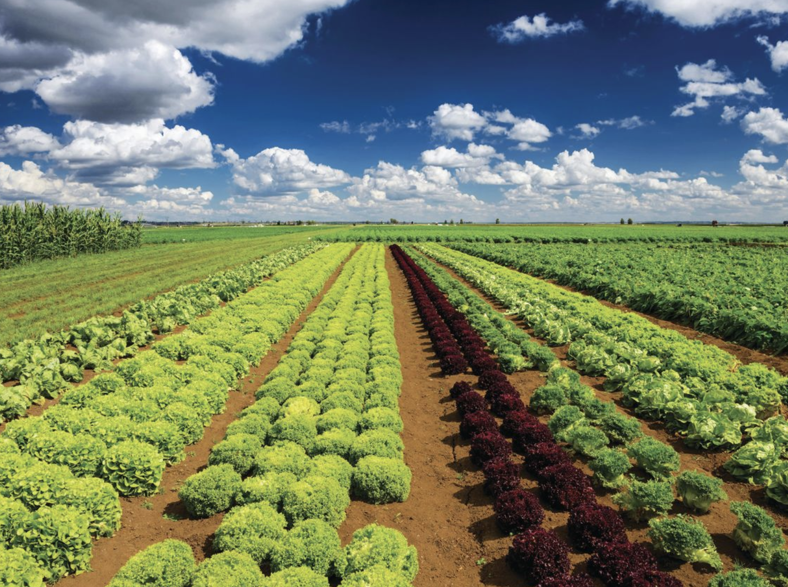 Climate friendly fert gets a try out in NZ crops