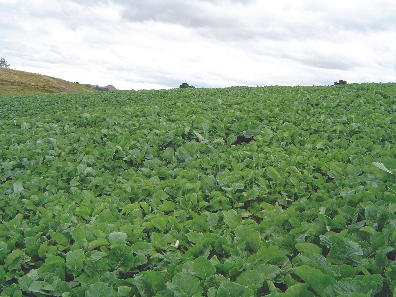 Wringing every cent from spray programmes