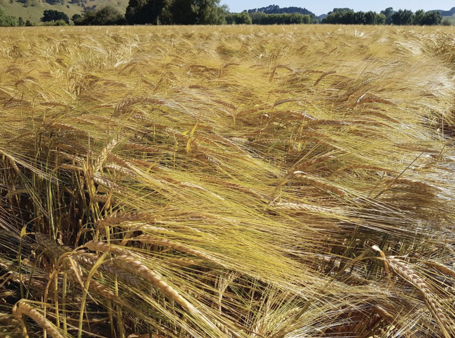 EPA approves a new cereal herbicide