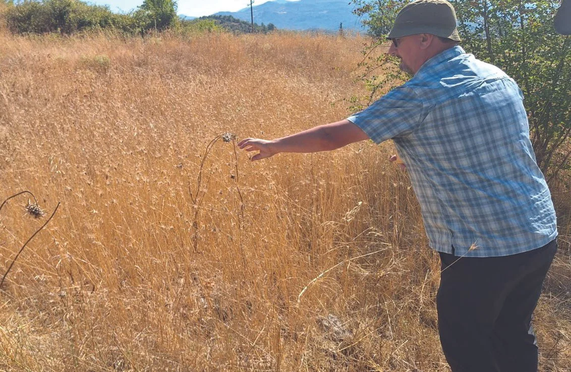Global seeds to future-proof Kiwi pastures