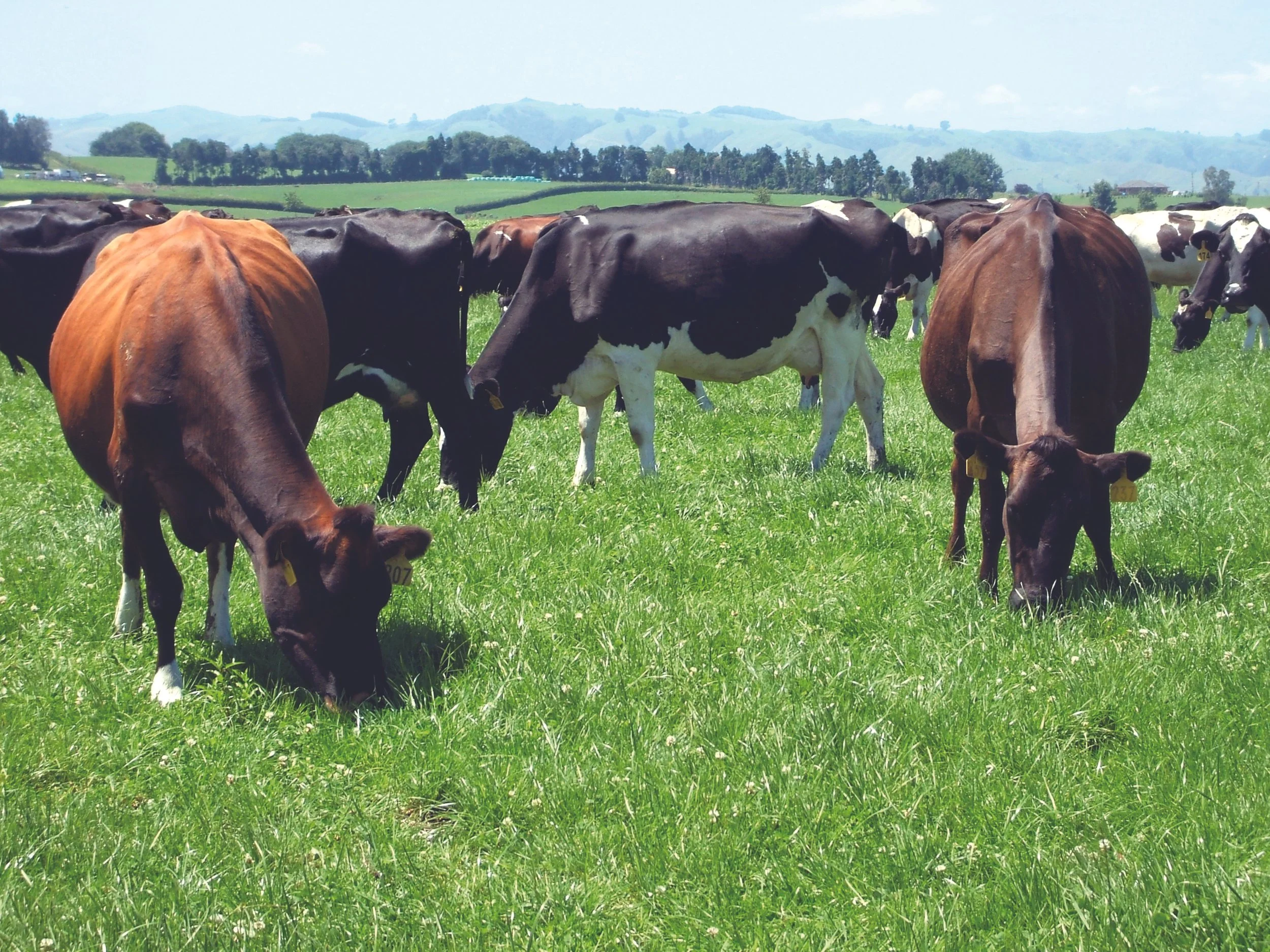 Trusted favourite now delivers more