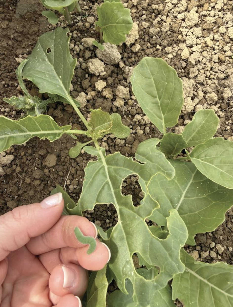 A smarter approach to insect control in winter feed