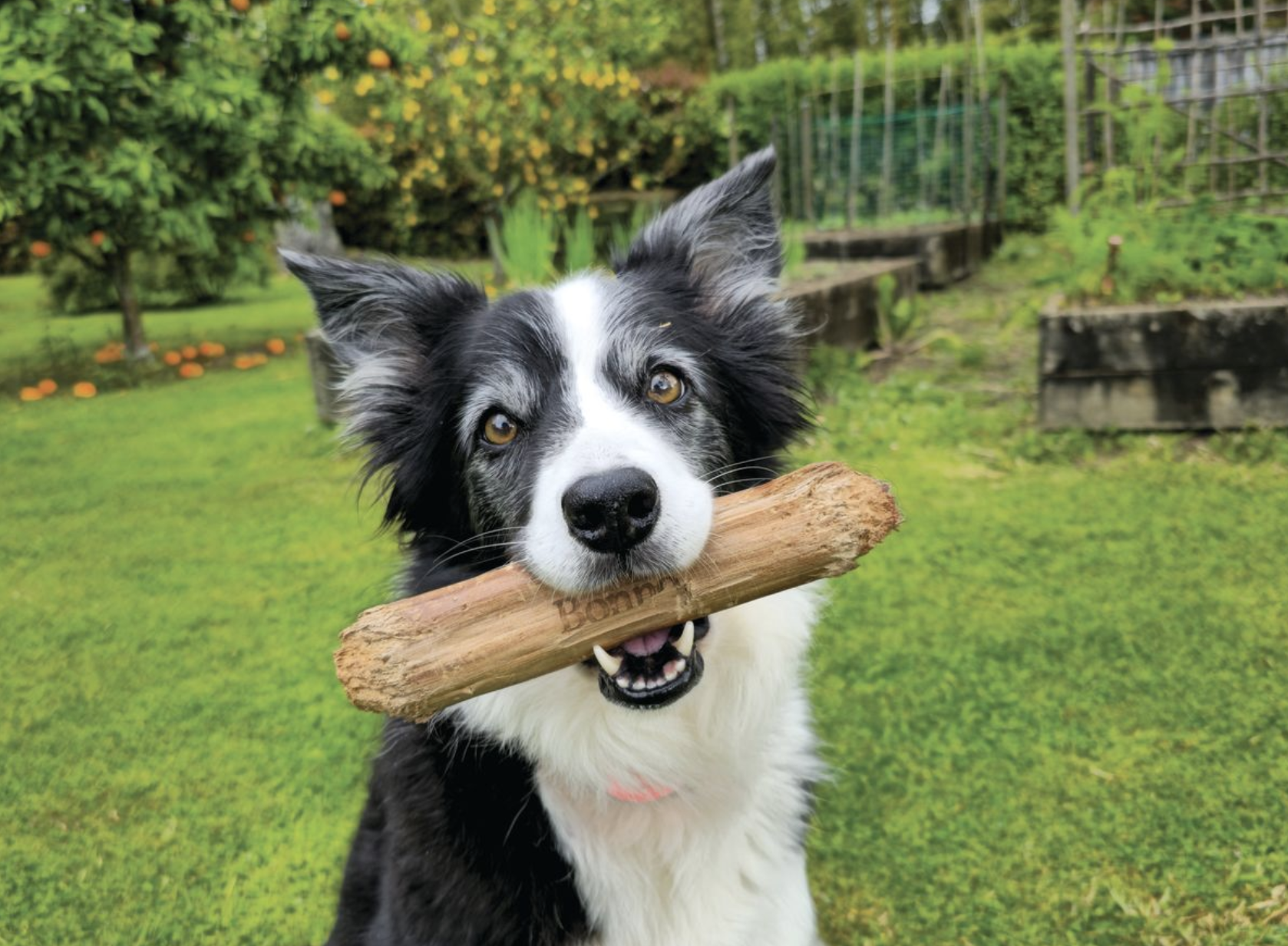 Barking up the right tree