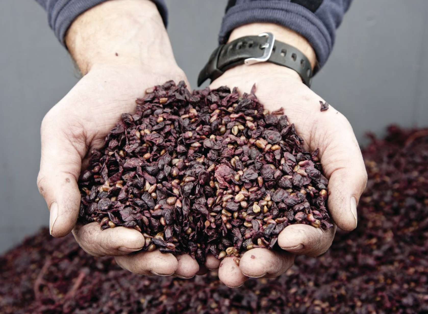 Unlocking the hidden value of grape marc