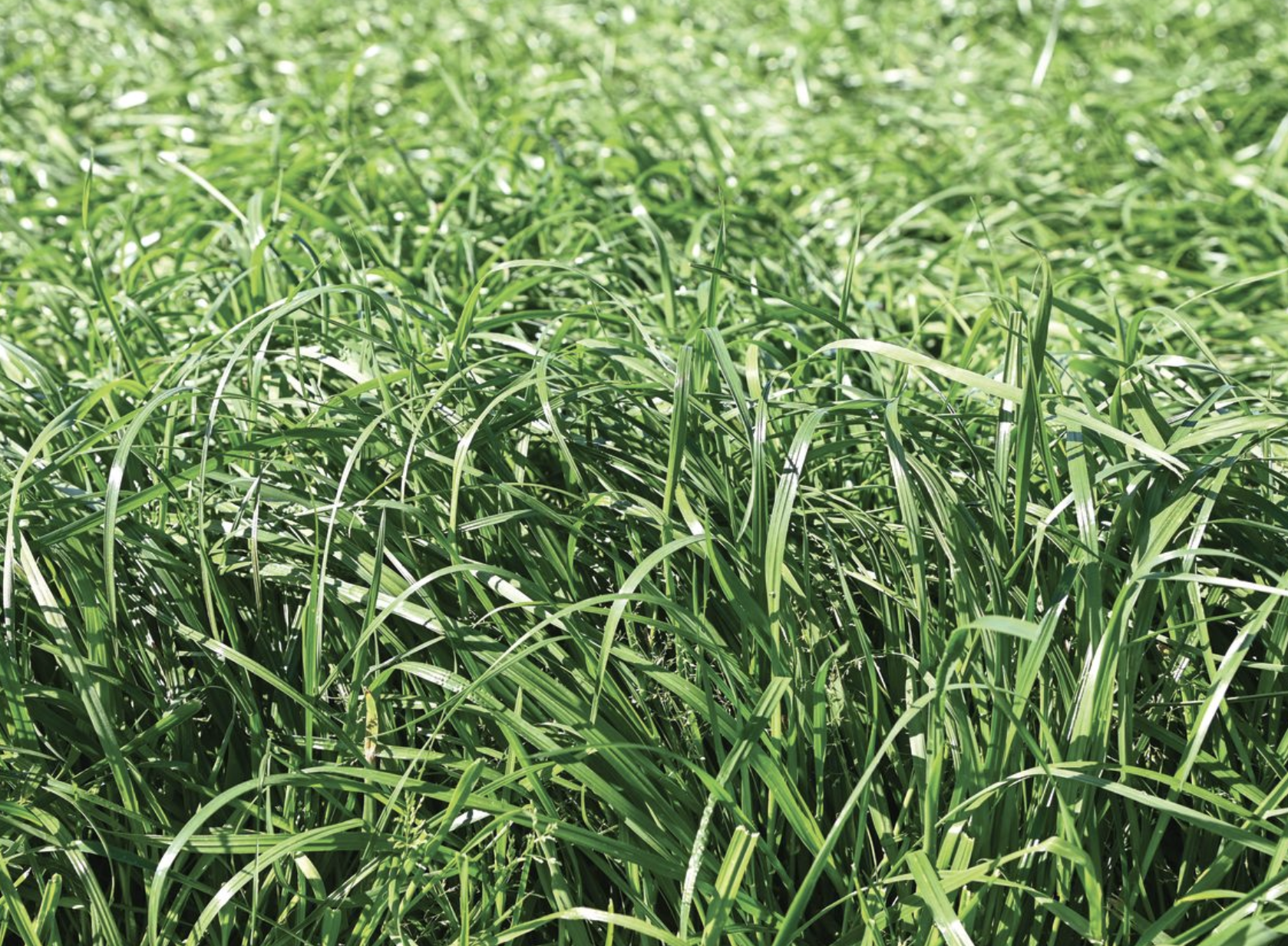 Introducing AR128 endophyte