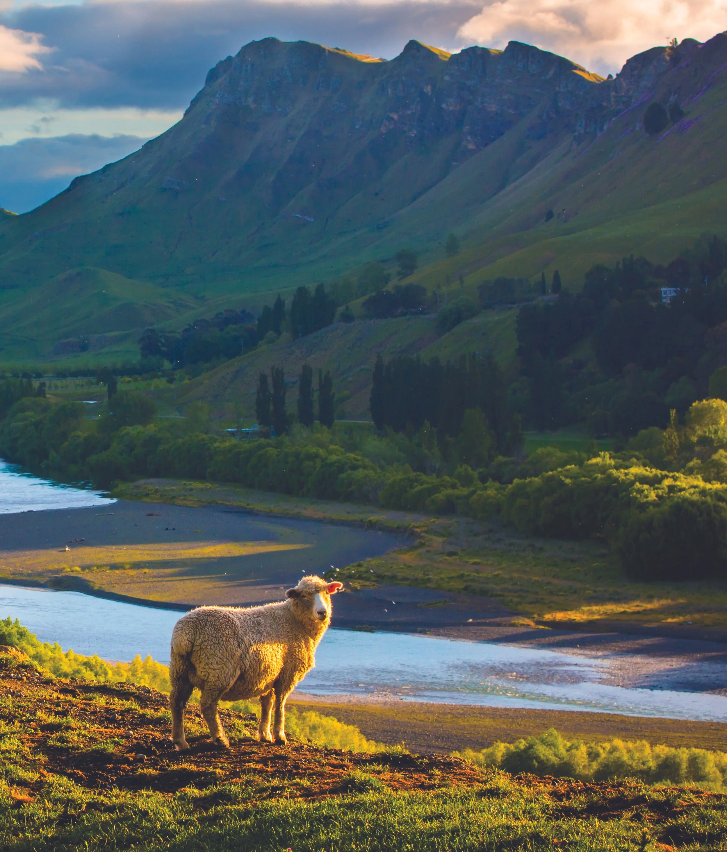 Will smart sensors give sheep a voice?