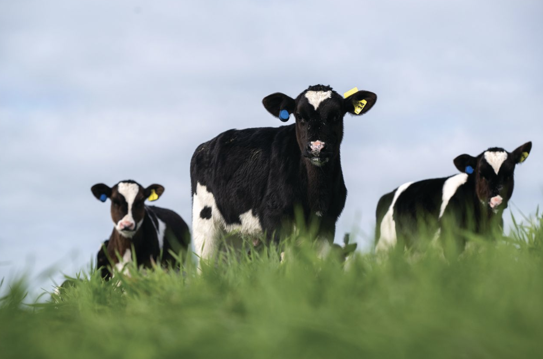 Help your farmers rear their best calves ever