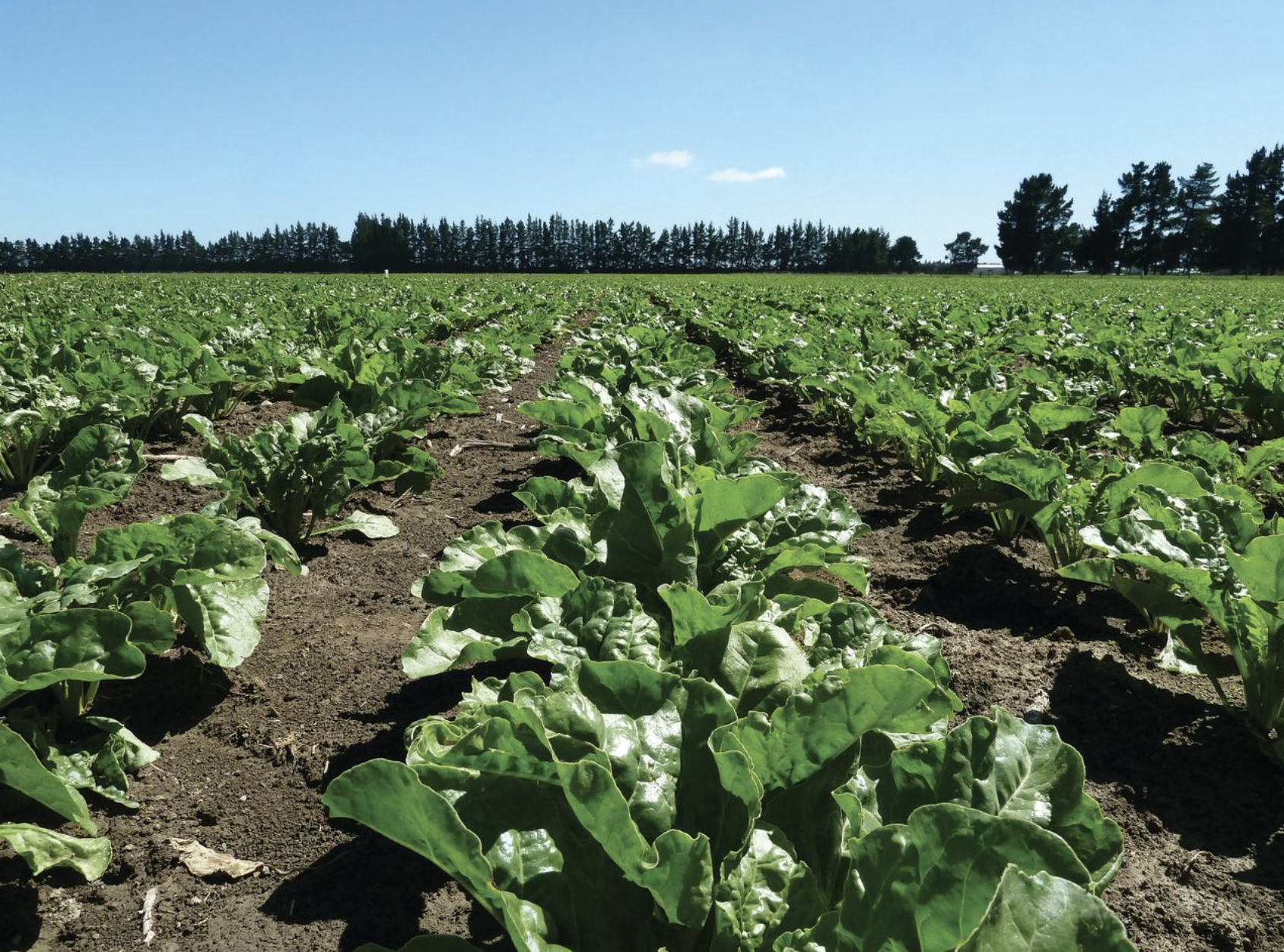 EPA clears new tool for beet crops