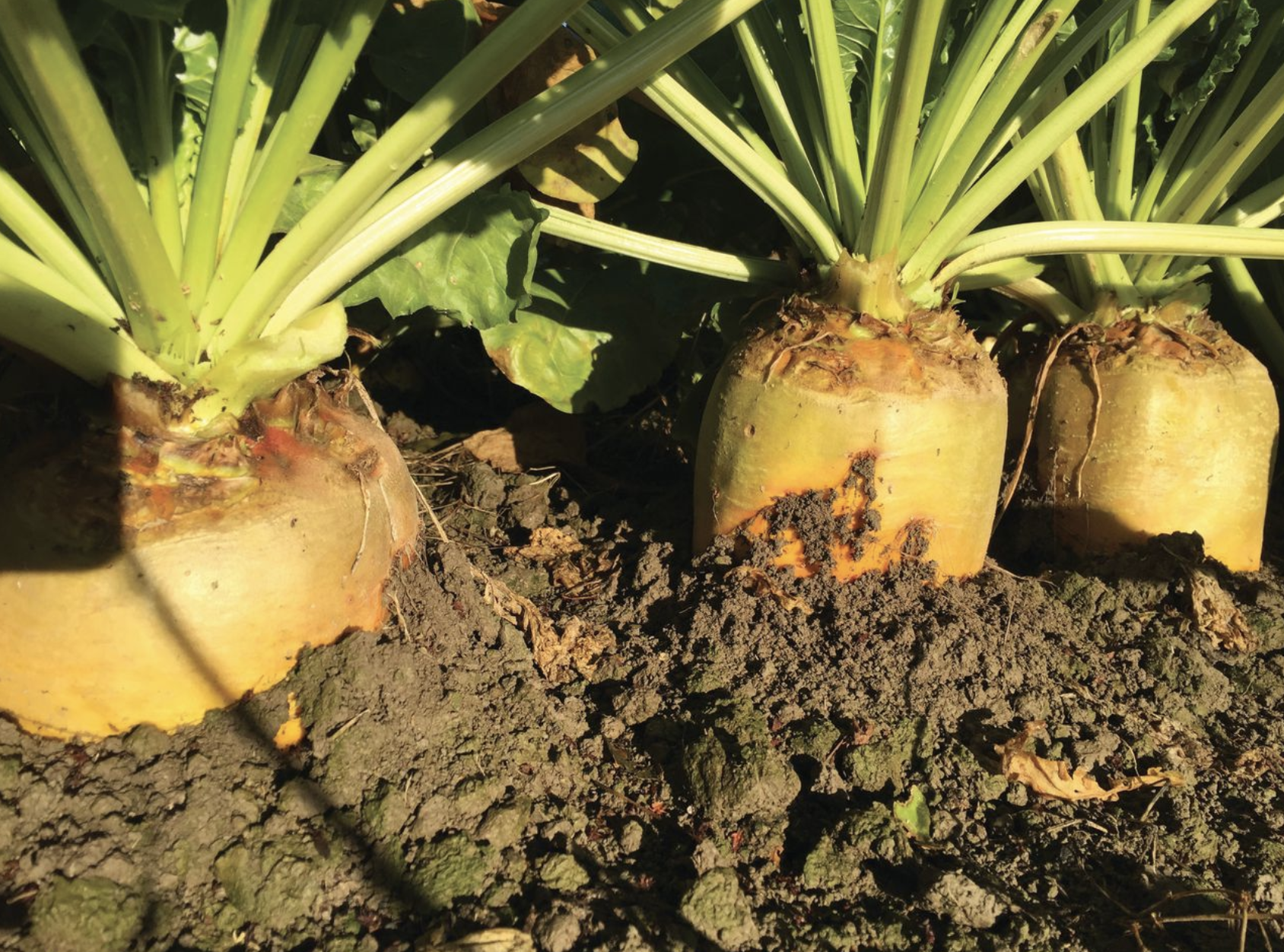 Broader beet range gives more flexibility