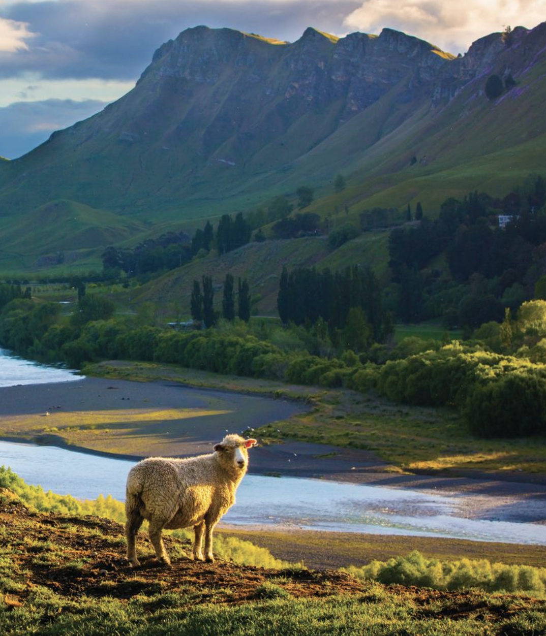 Will smart sensors give sheep a voice?