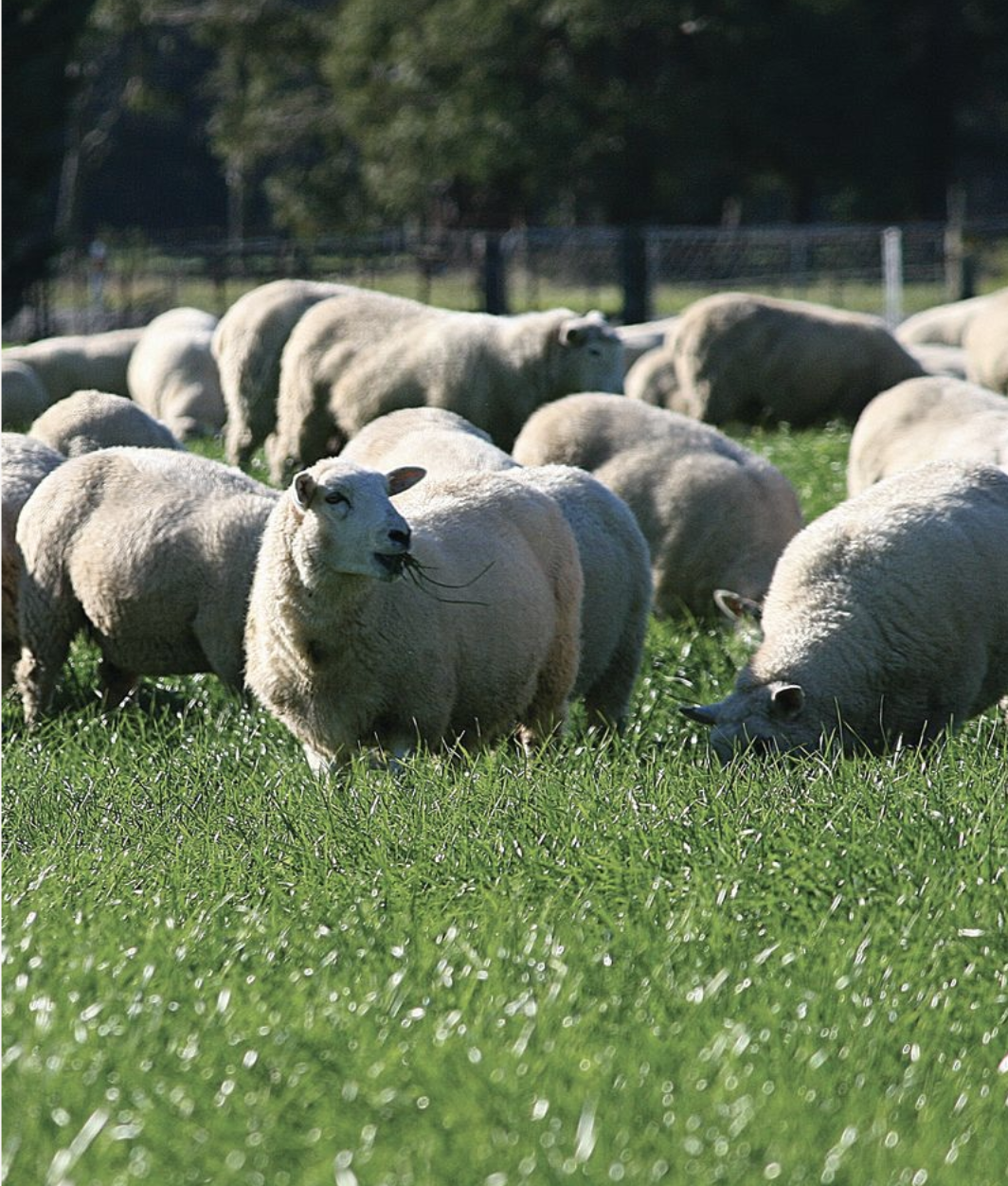 The four drench tips your farmers need most