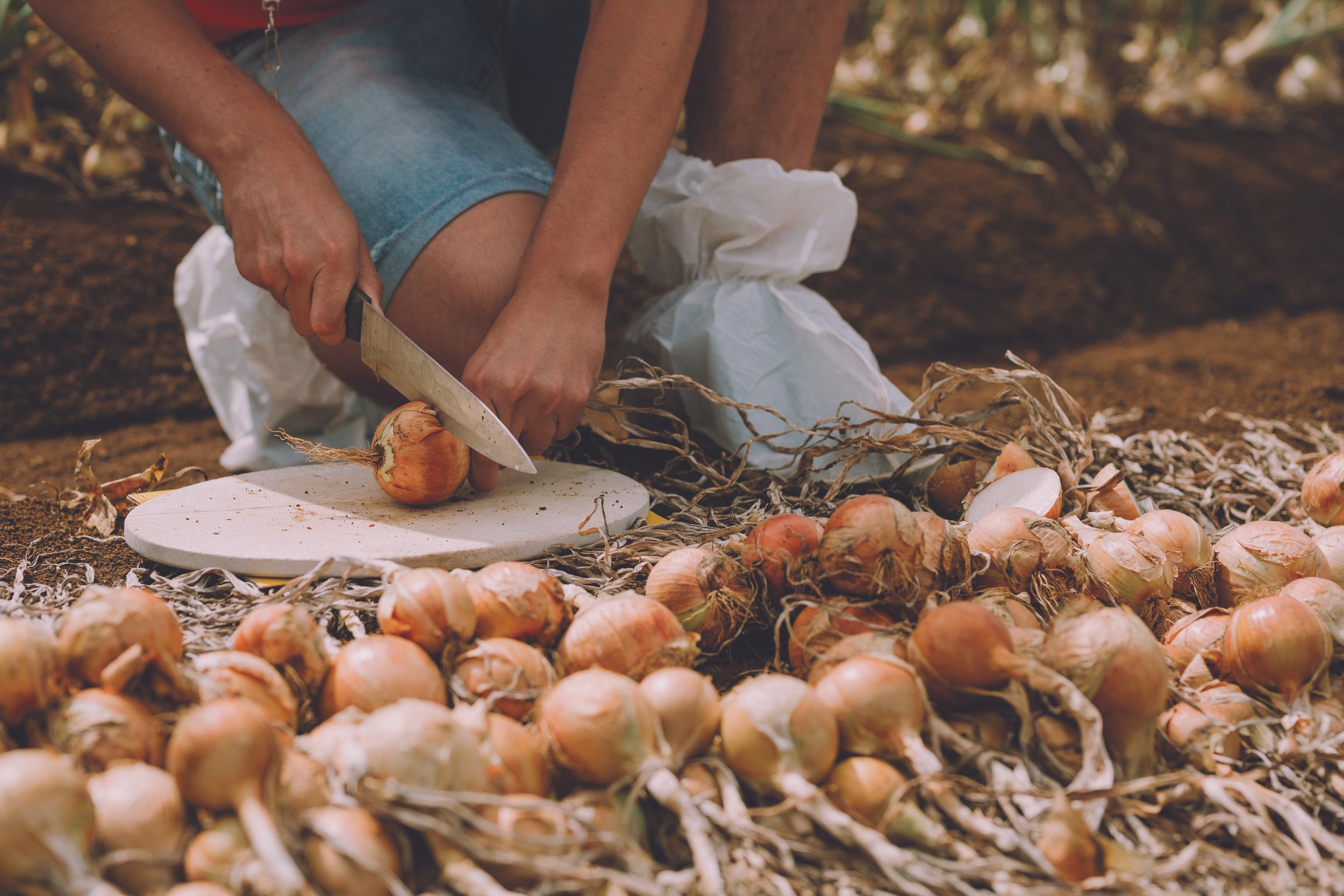 A stronger voice for vegetable growers