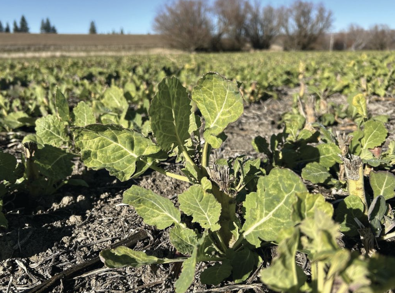 Growers see promise in new forage rape cultivar