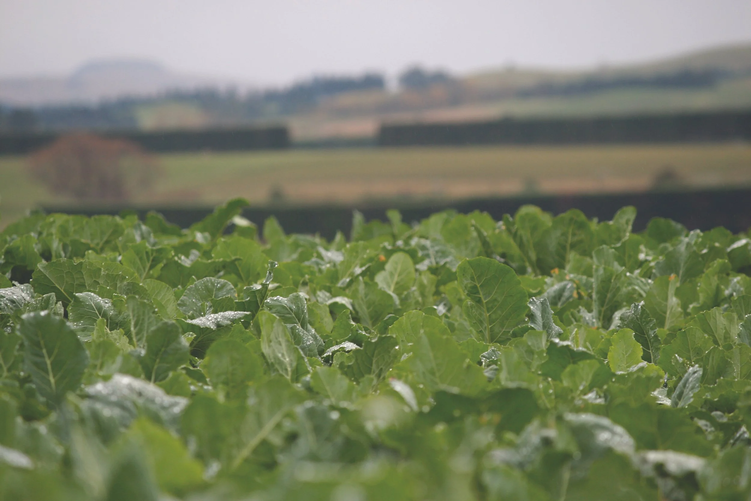 Unlock yield potential with better weed management