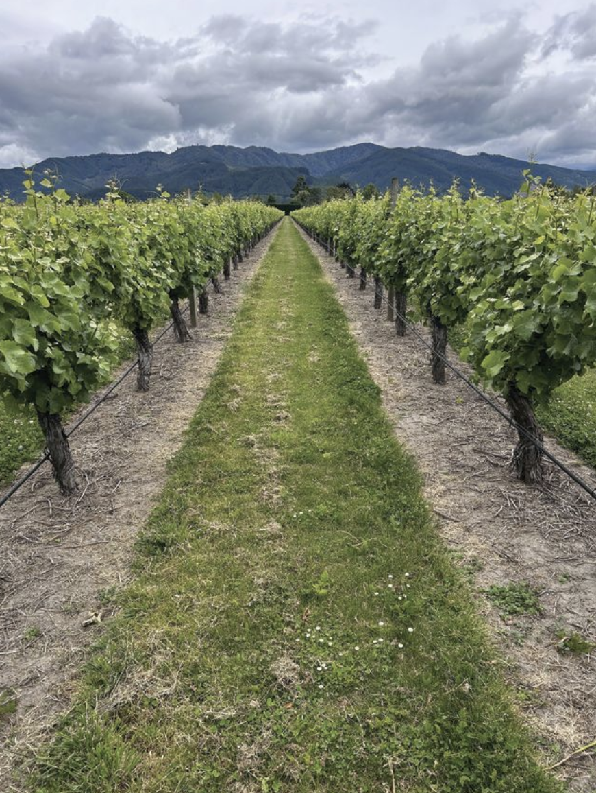 Meet the next step inglyphosate-resistantryegrass control