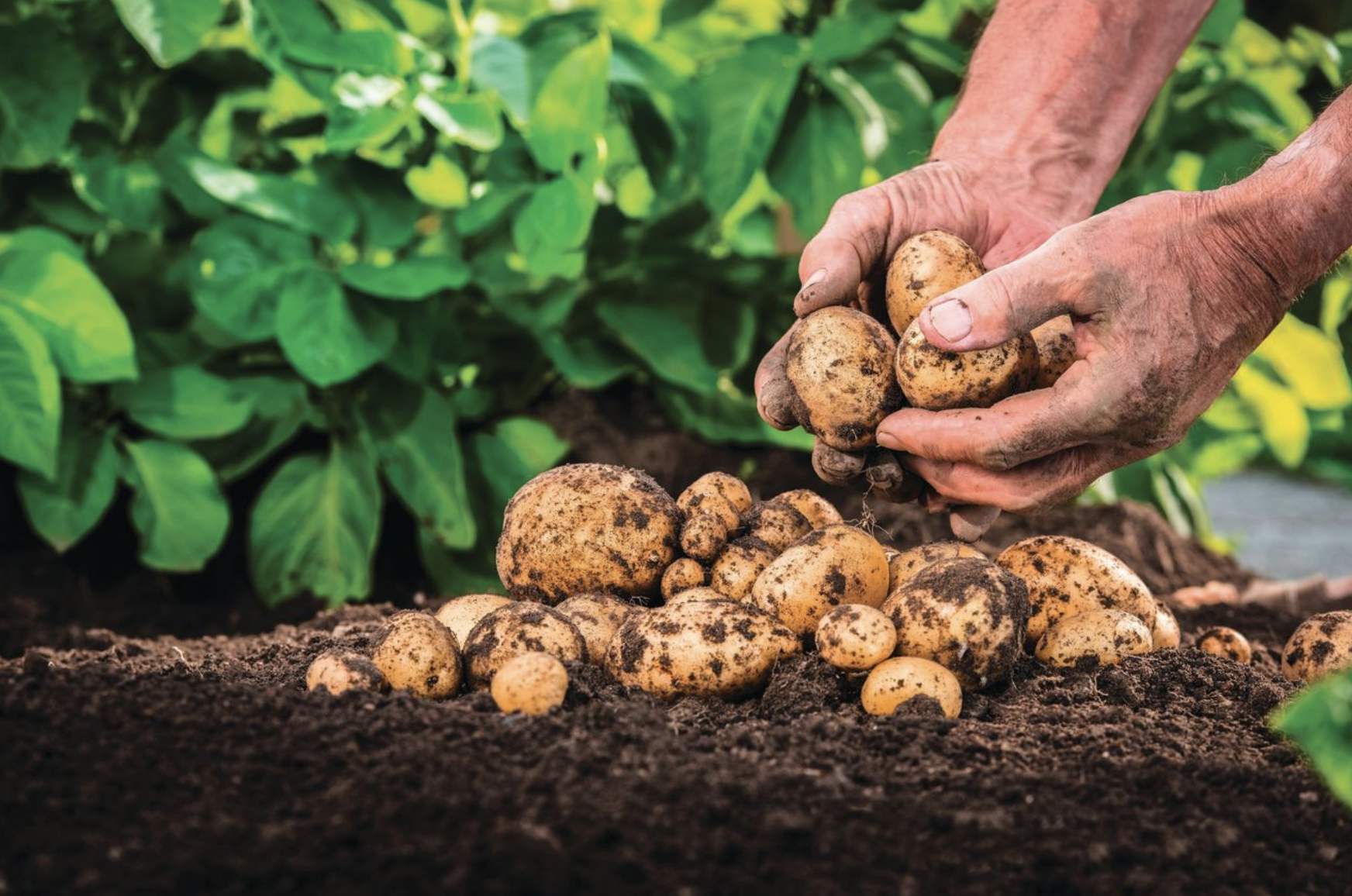 Meet the new standard in potato seed treatment