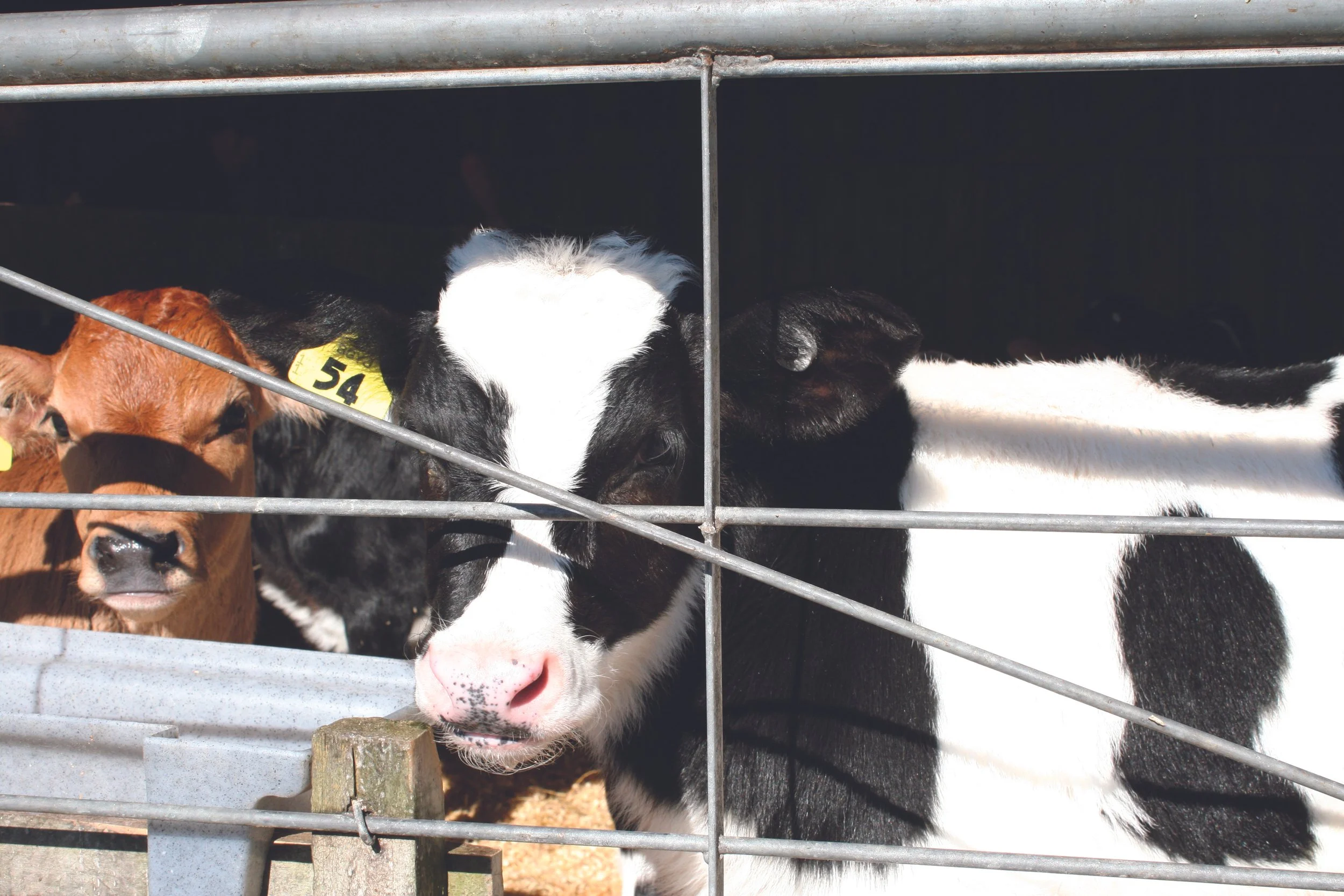 Prebiotics and the foundation of ruminant health