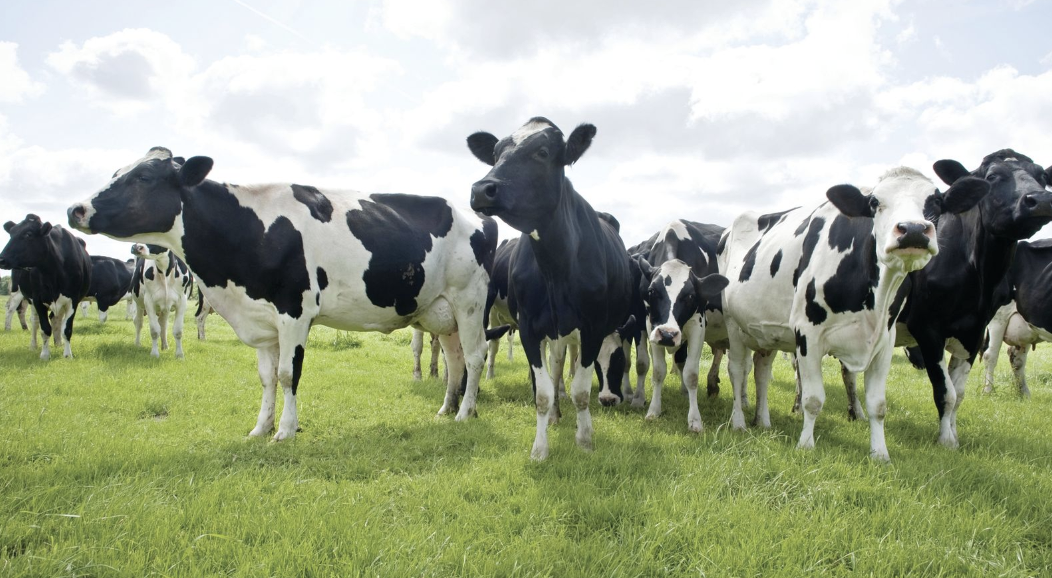 Alternative feed costs prompt supplement change