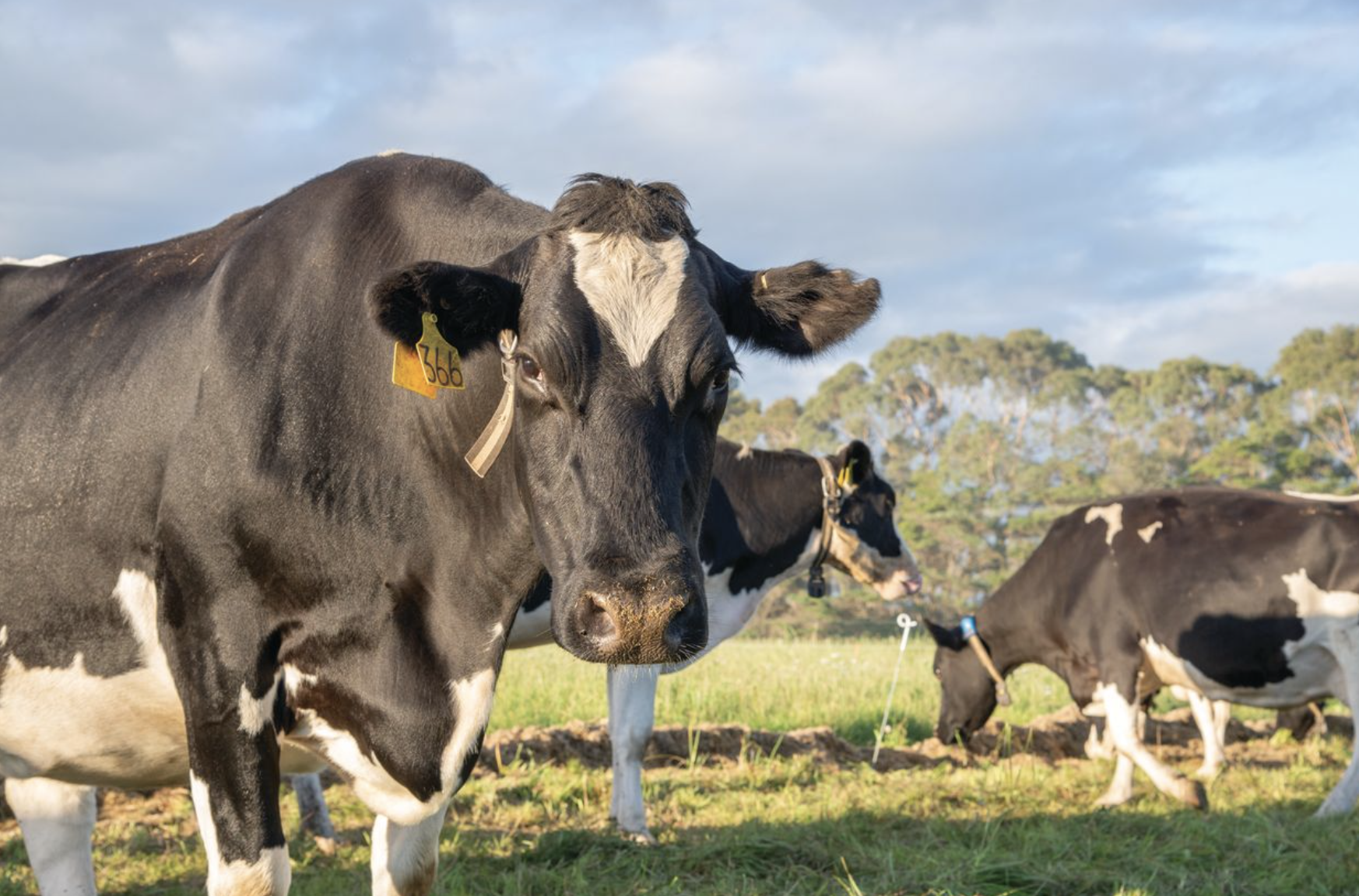 Managing internal parasites in dairy cattle: a strategic spring approach