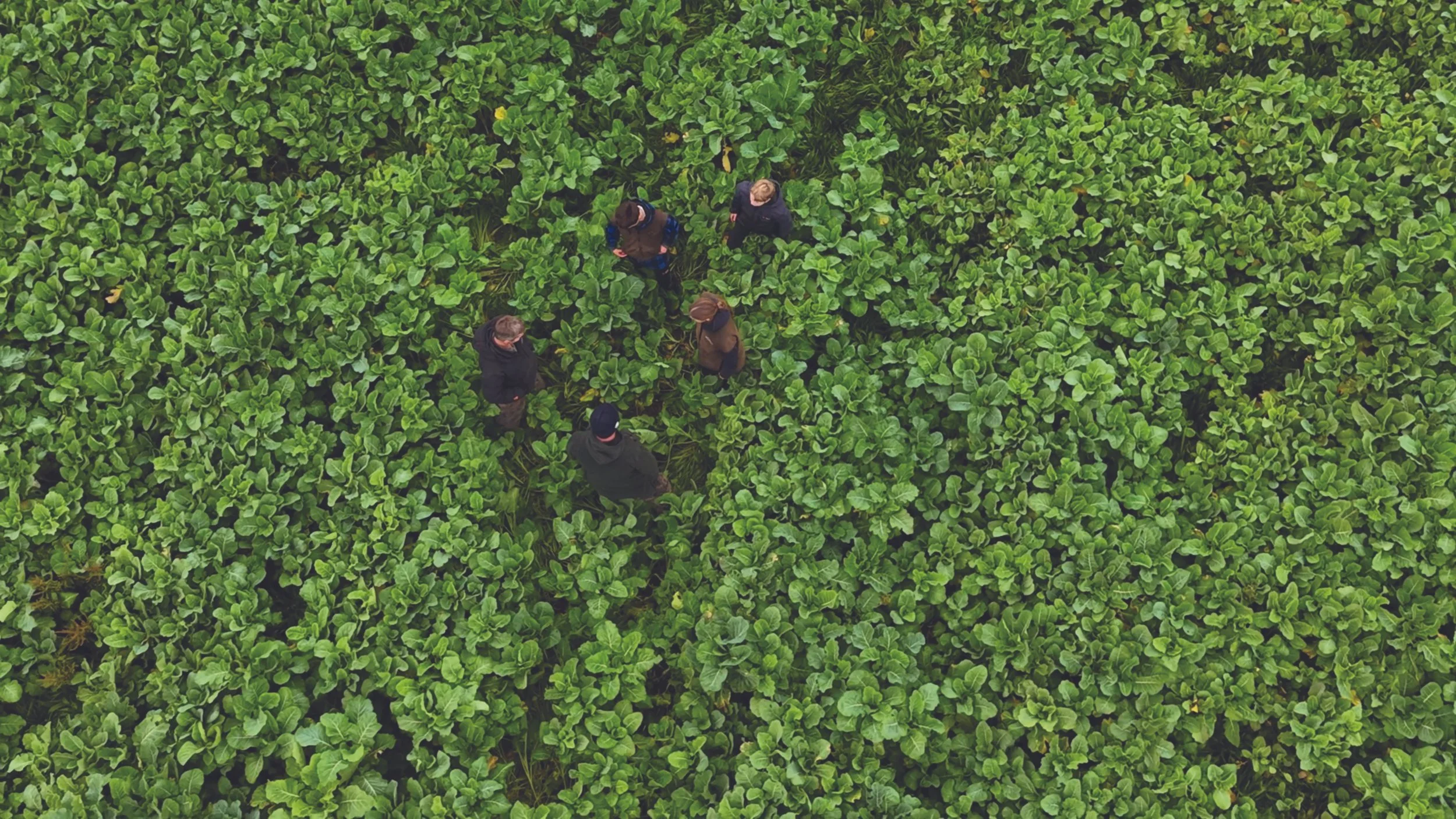 New forage options proving their worth