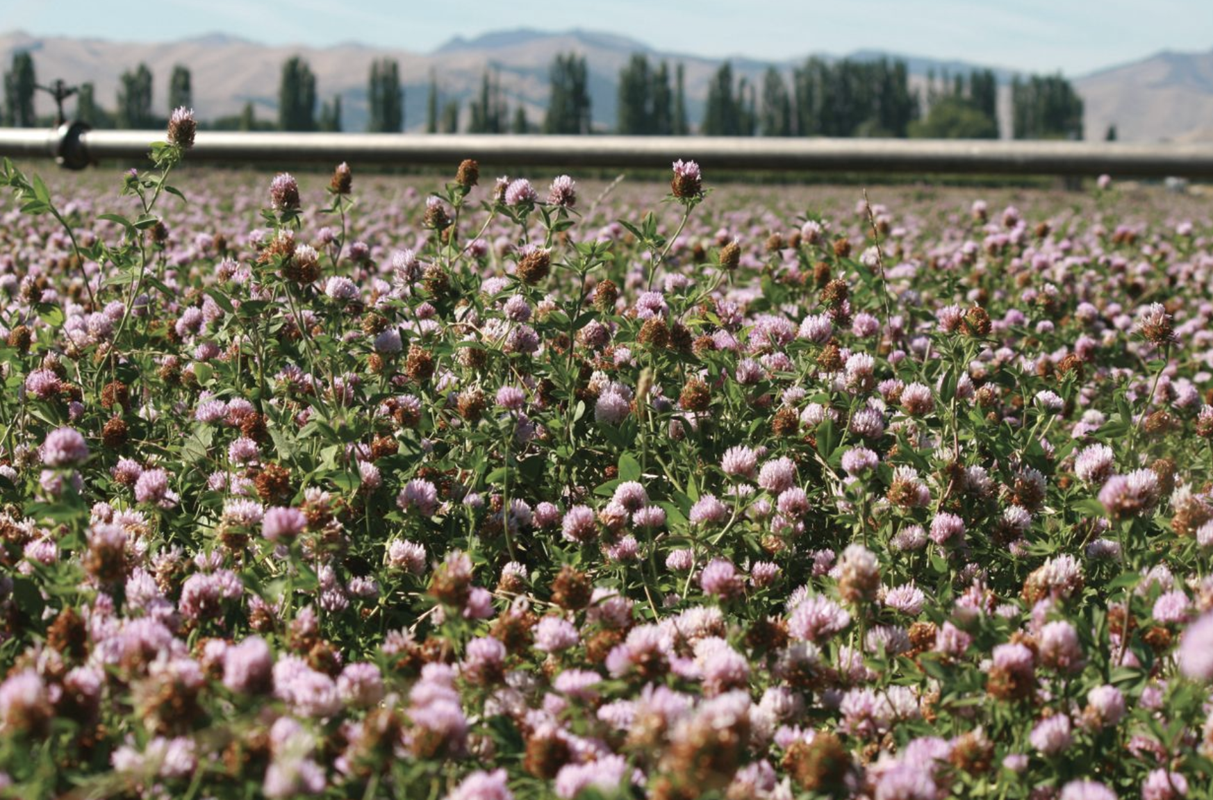 End of the road for legacy herbicide brands