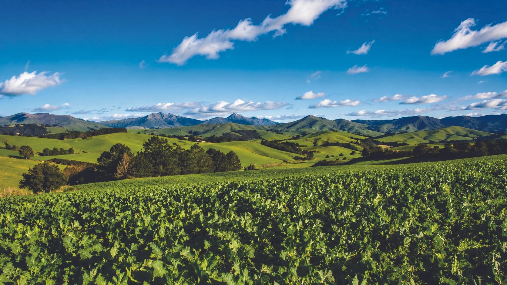 End-to-end forage brassica support for Kiwi farmers