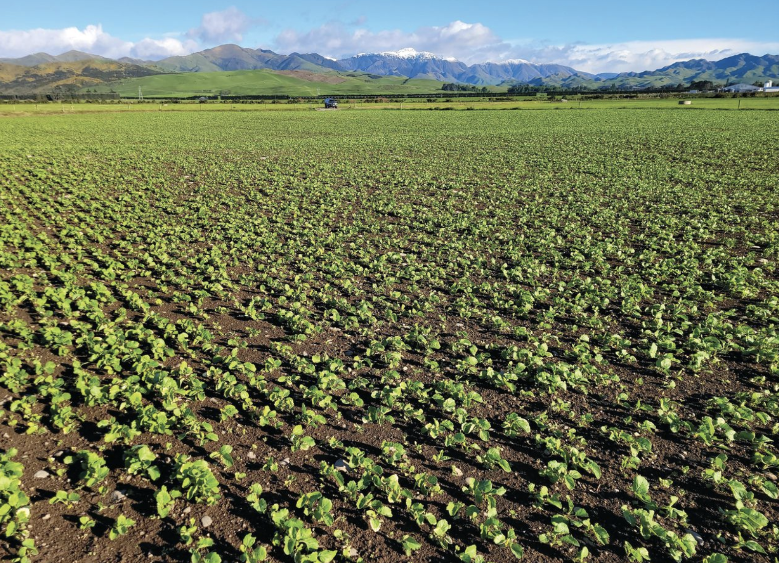 Three pronged attack protects forage brassicas