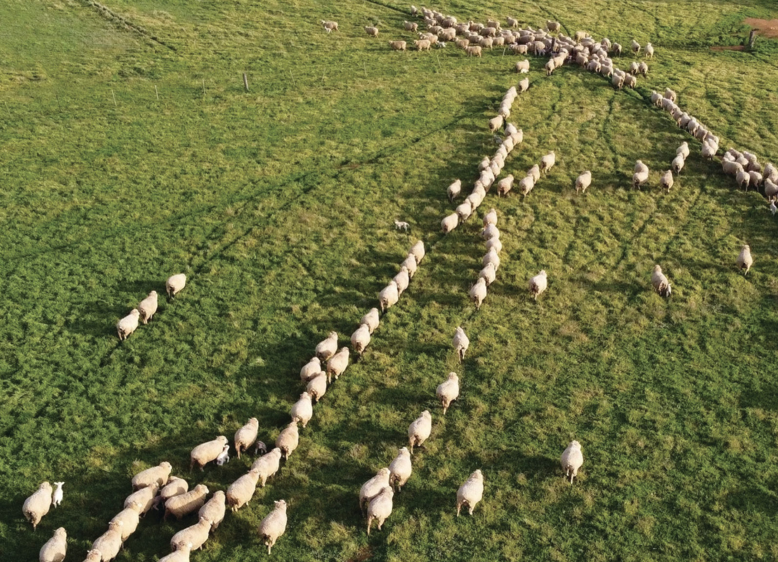 Fresh capital supports growth in livestock lending