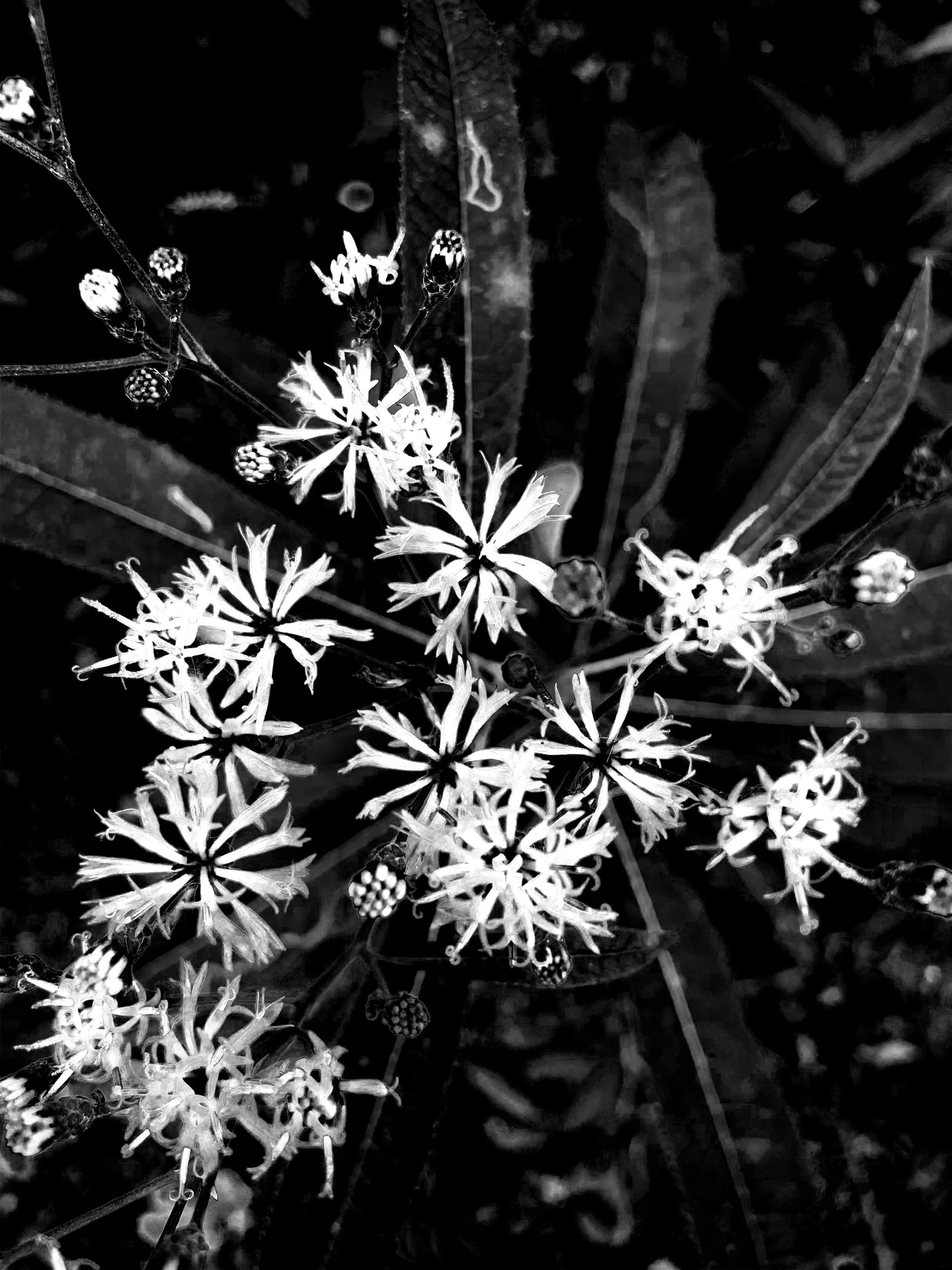 B:W Flowers.jpg