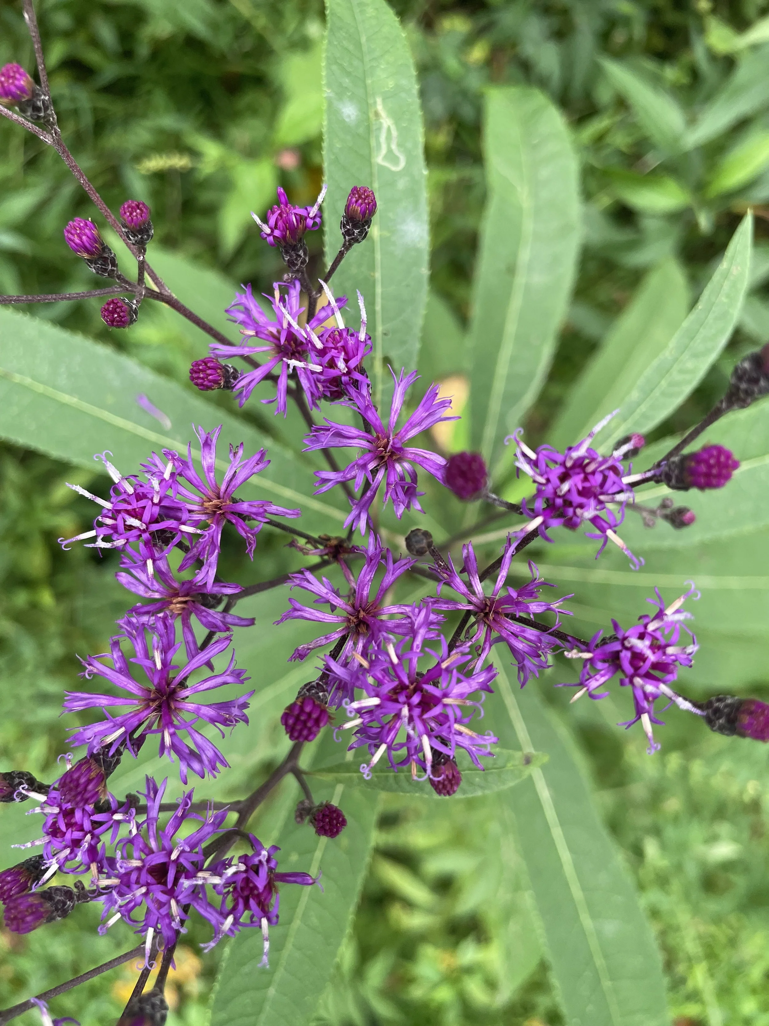 IMG_7882.jpeg