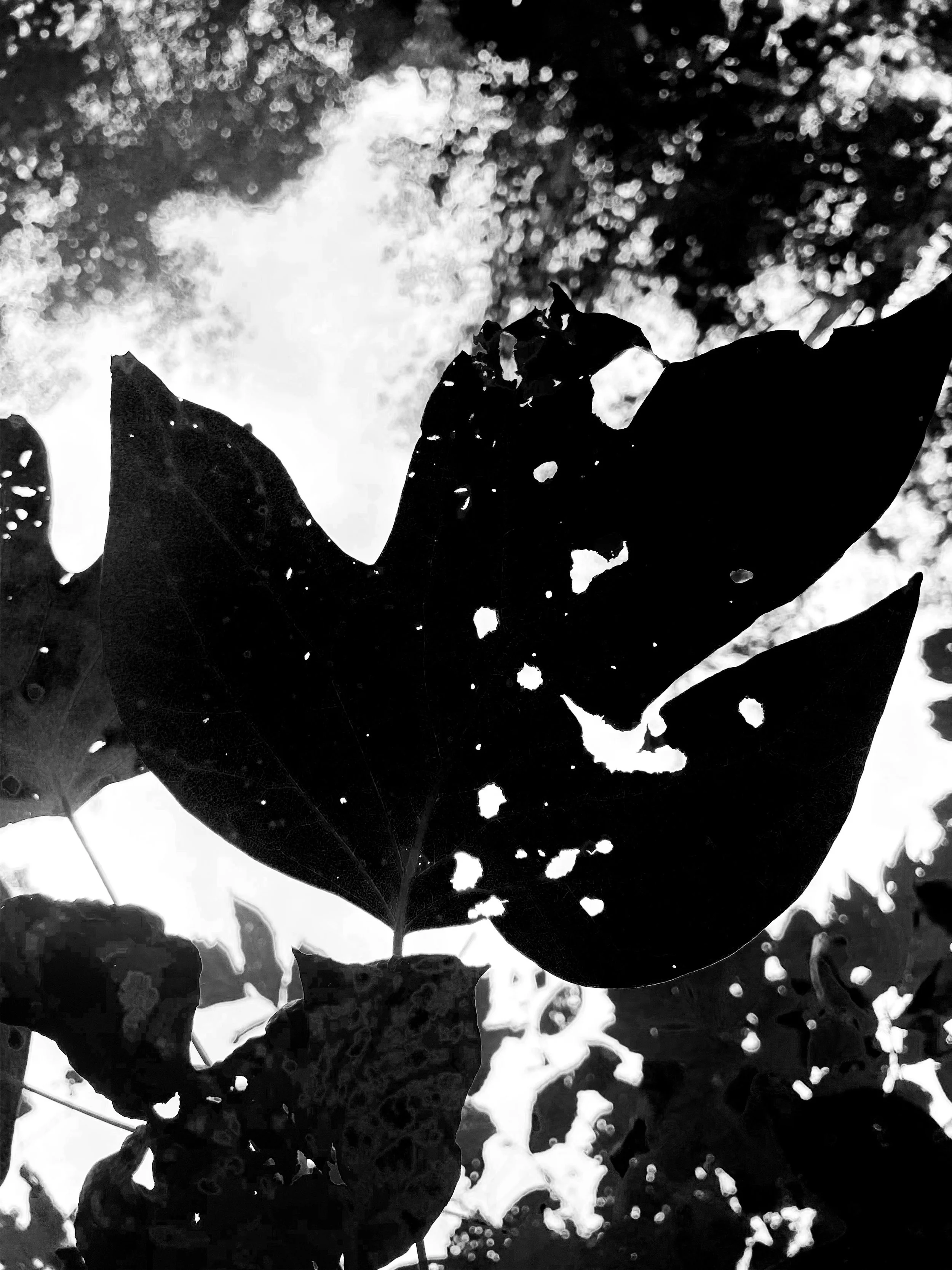 B:W Leaf.jpg