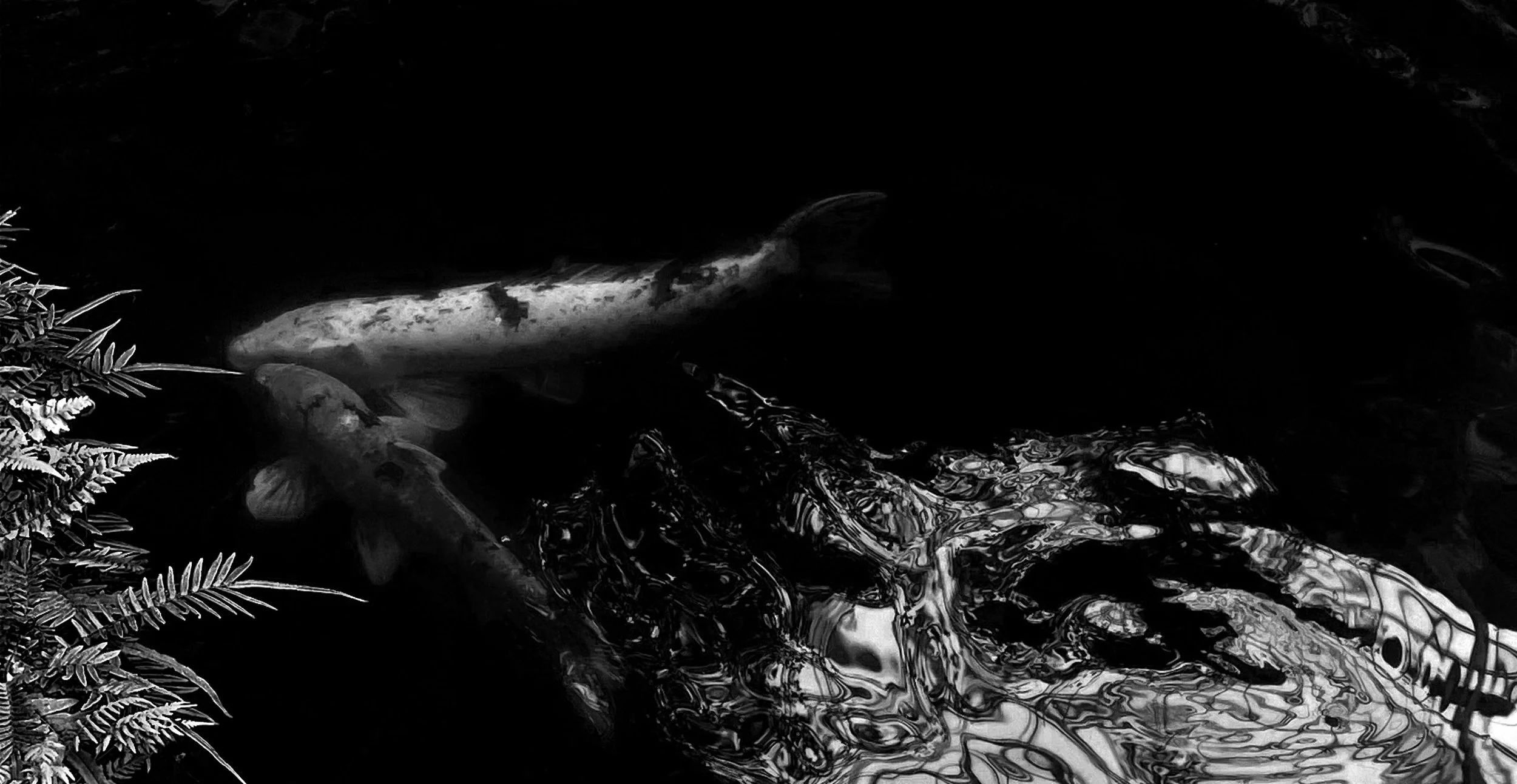 B:W Fish 3.jpg