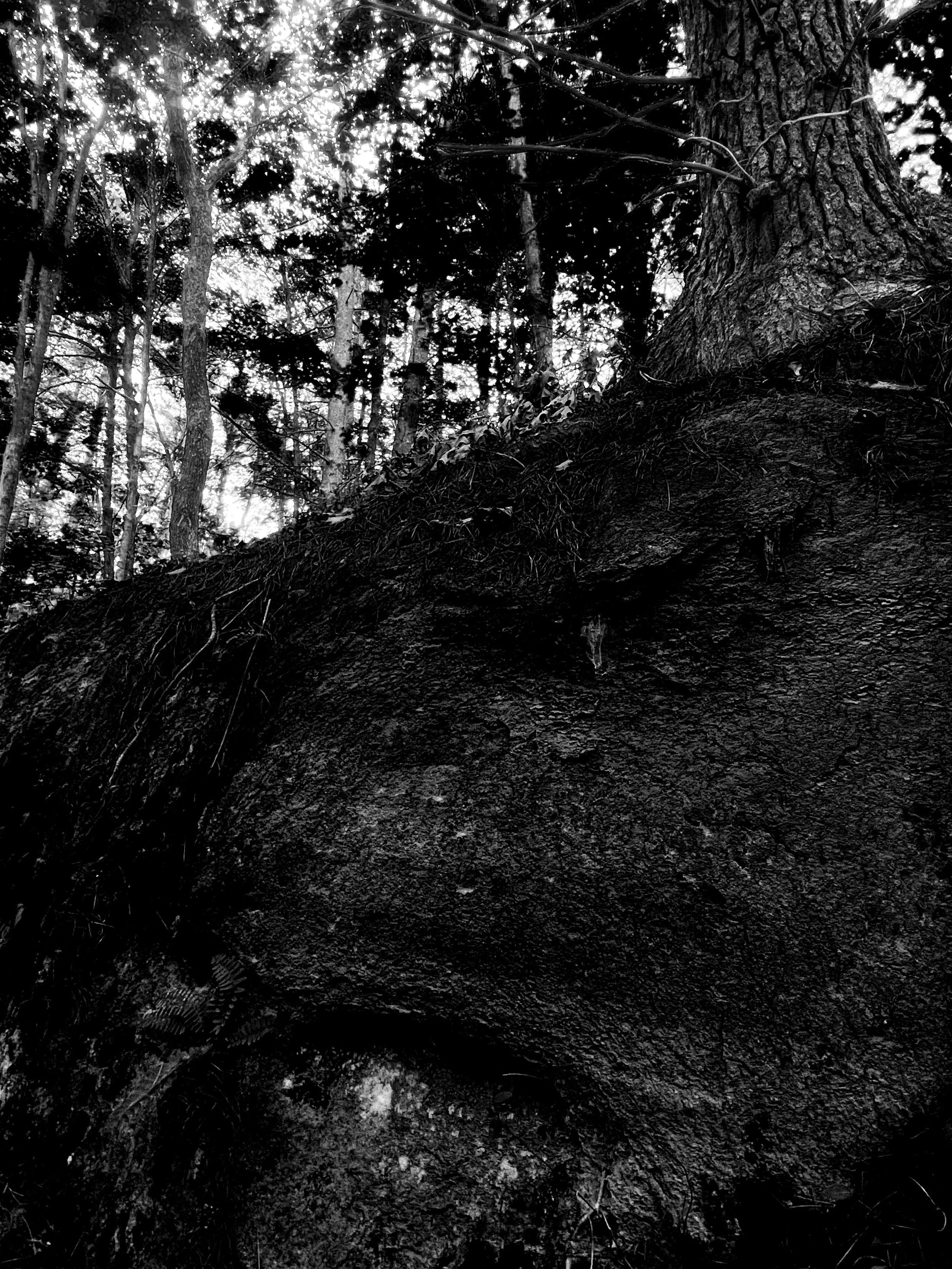 B:W Tree.jpg