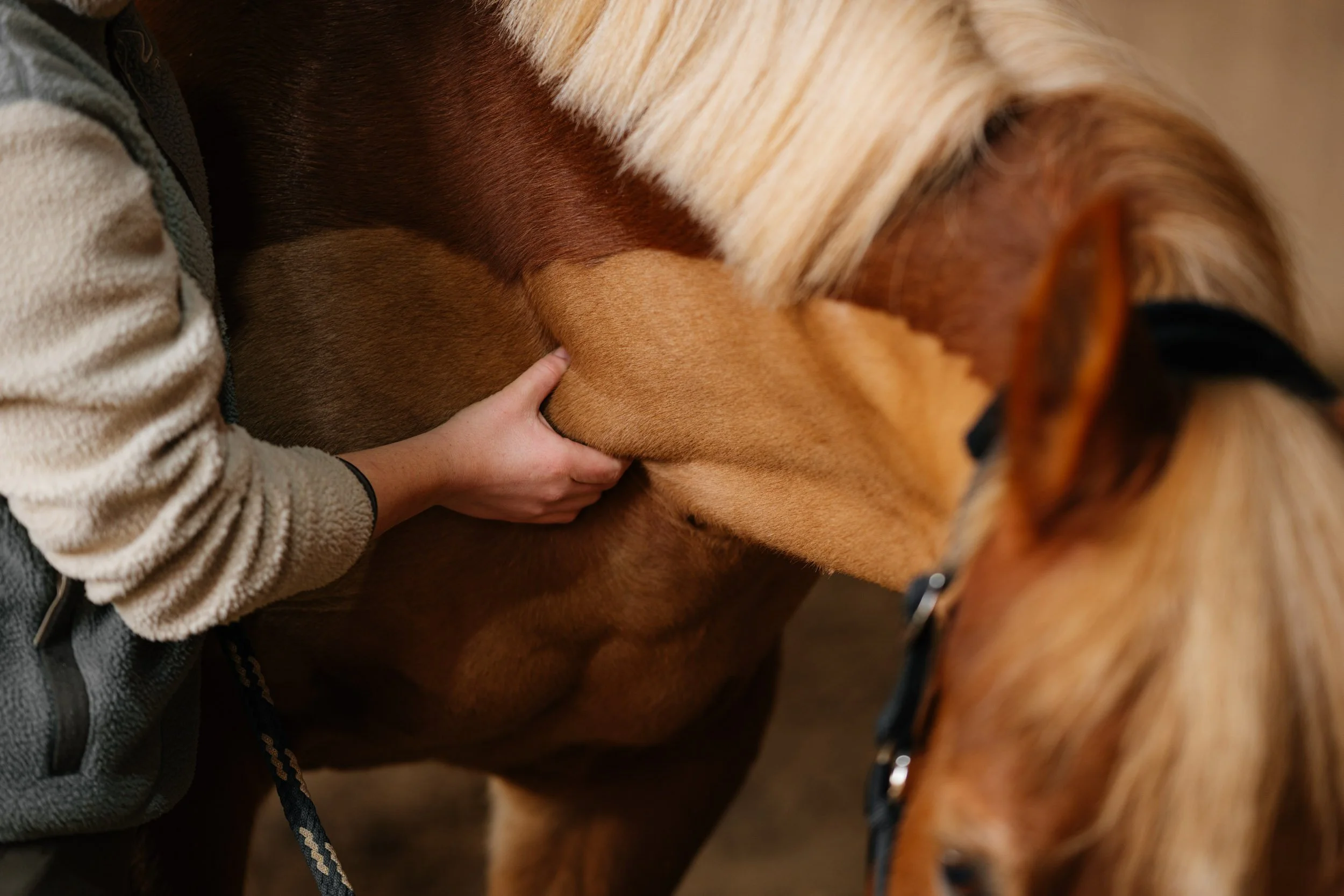 Nahaufnahme eines Menschen, der einem braunen Pferd den Bauch streichelt.