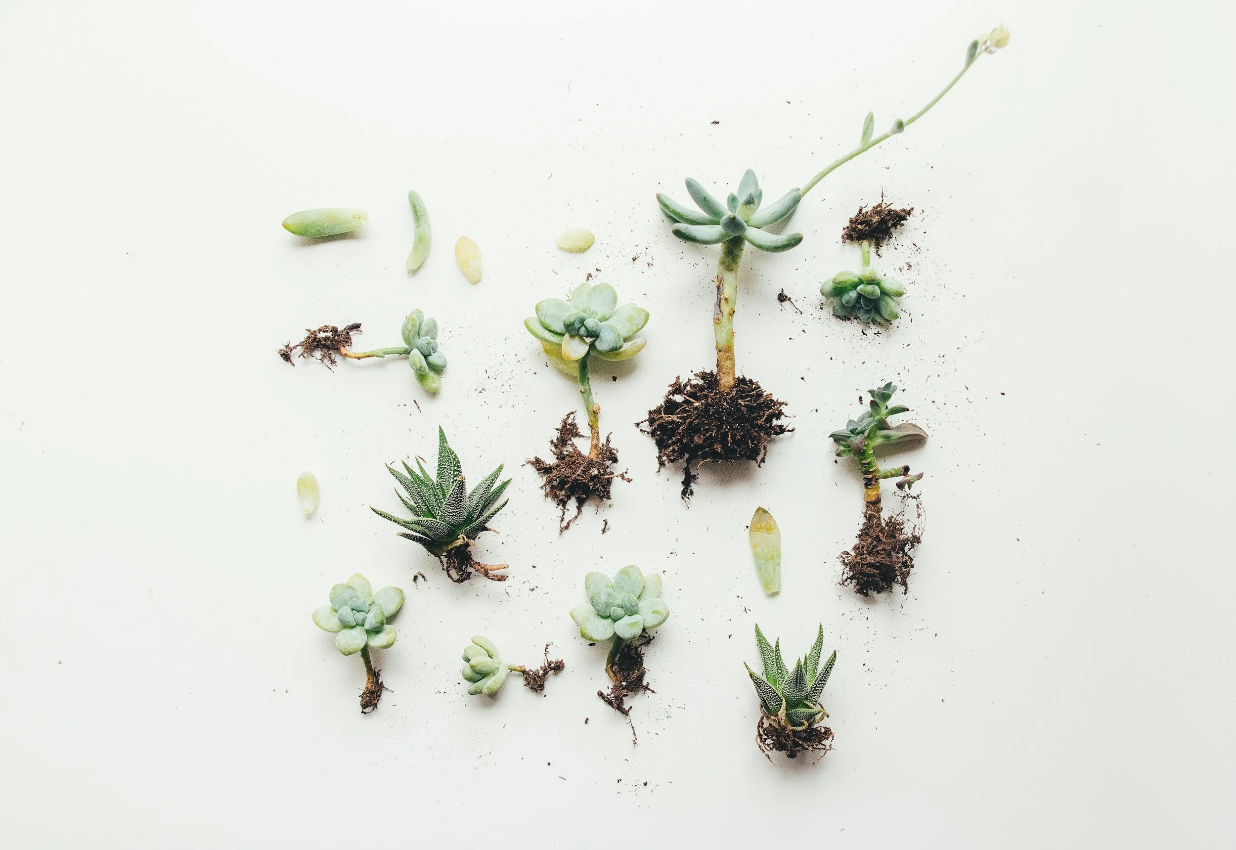 Various succulent plants with roots and soil scattered on a white background. Parts of the whole.