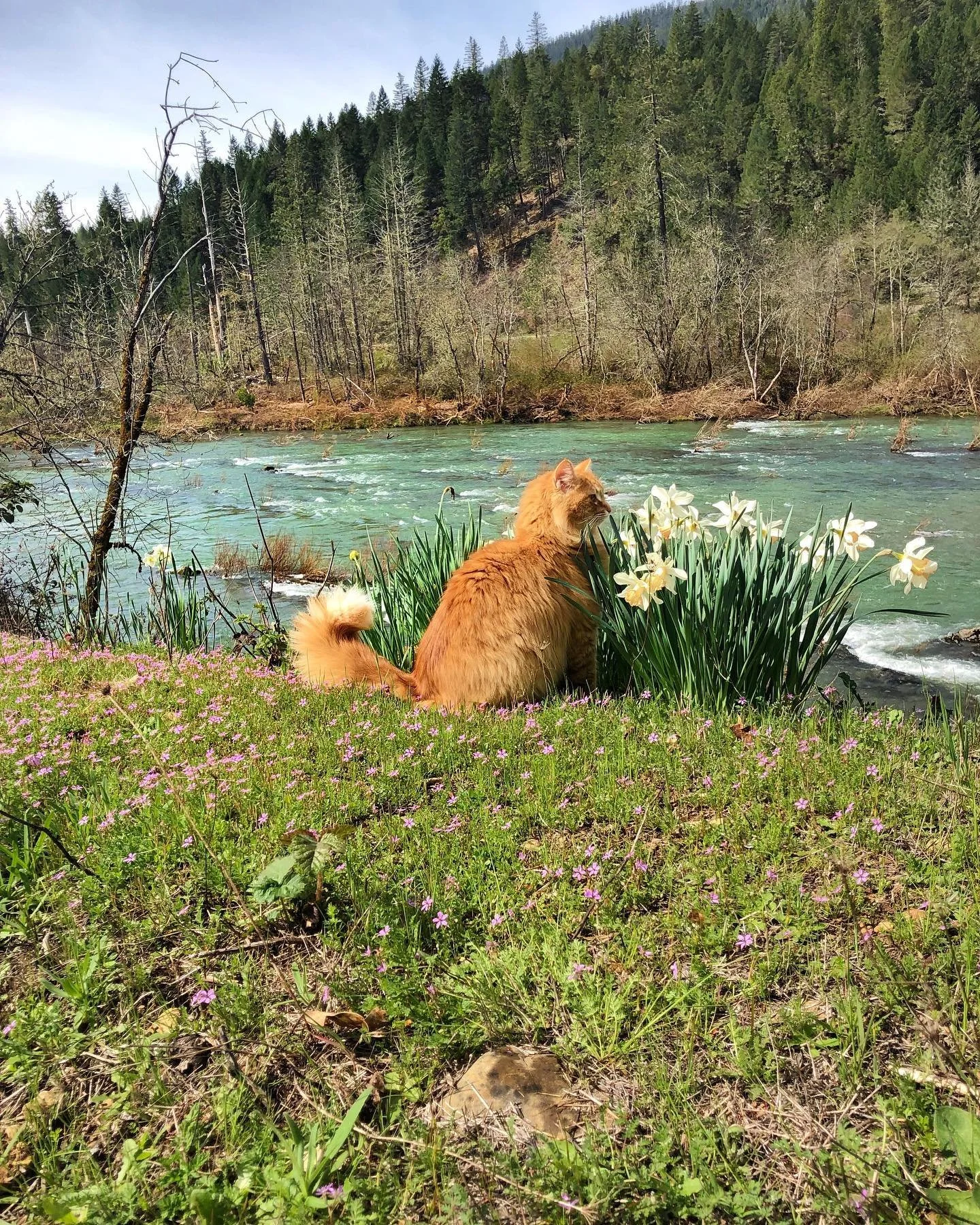 Oh Spring!🌸 We&rsquo;re so happy to finally have you! Grateful for these last few warm days on the land. We&rsquo;re busy getting ready to welcome you all for a beautiful camping season ahead!  Don&rsquo;t forget to book your camping trip with us! M