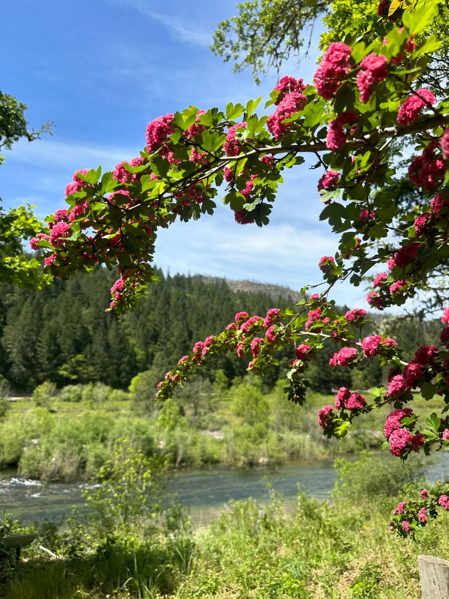 What&rsquo;s Blooming? 🌸💐🌻🌷☀️🌊🌲

ꕥ Ornamental Hawthorne
ꕥ Wild Mustard
ꕥ Love in a Mist
ꕥ Lilac
ꕥ Zinnia
ꕥ Cherry Tree
ꕥ California Poppy
ꕥ Columbine
ꕥ Tobacco
ꕥ Iris
ꕥ Camellia
ꕥ Dogwood
ꕥ Icelandic Poppy
ꕥ Daisies
ꕥ Red Horse Chestnut
ꕥ Camas