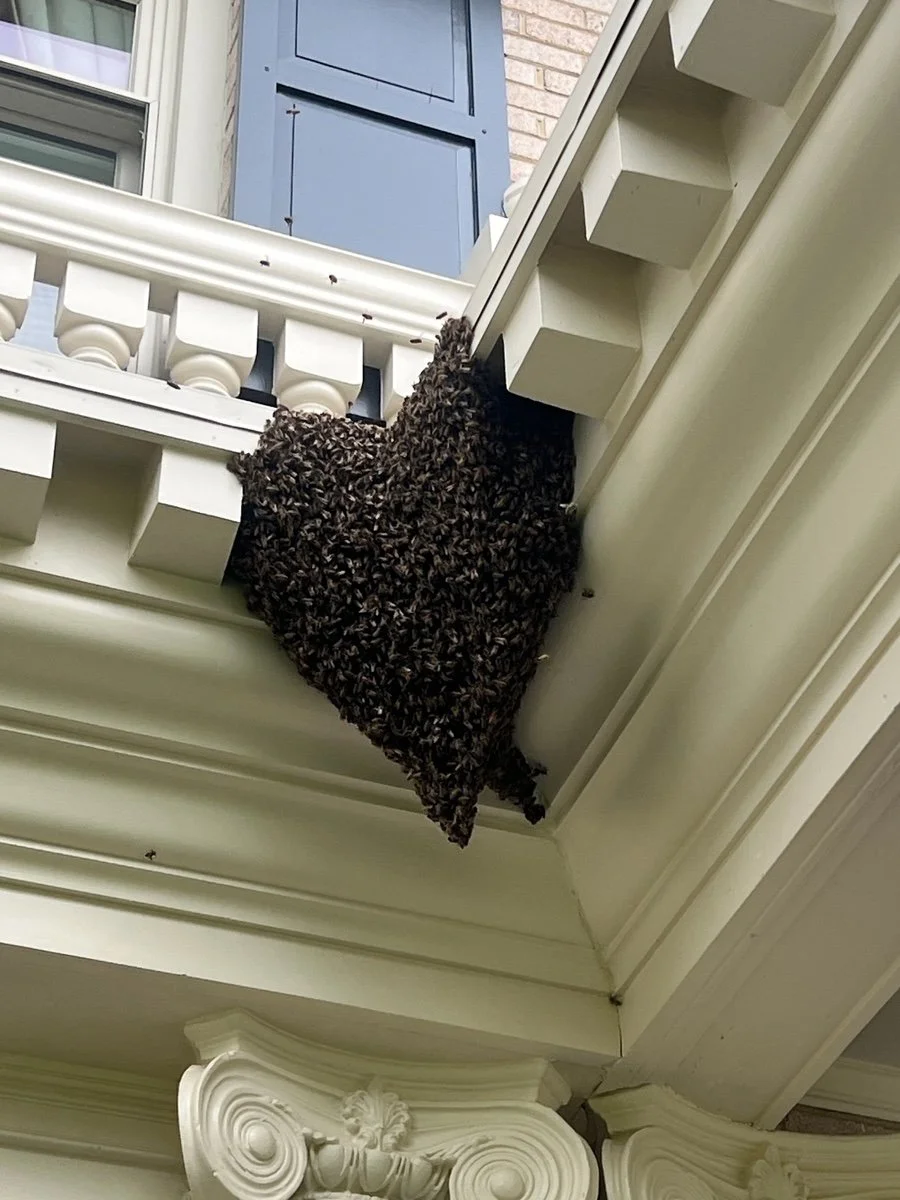 Renova offers NoVA's fastest honeybee swarm removal, and we rehome all swarms in treatment-free apiaries! Call now! 571-431-9978
