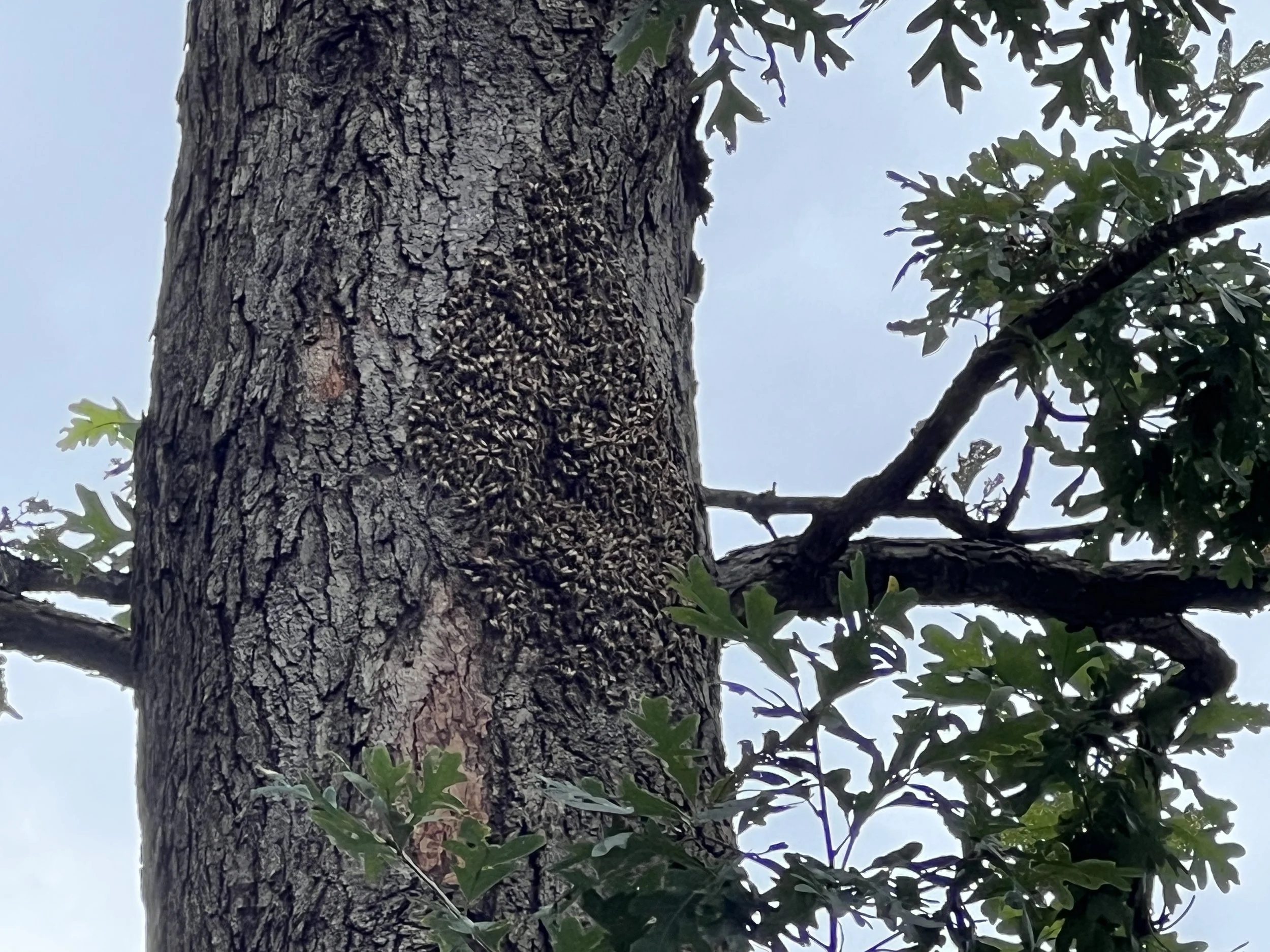 Renova Wild Honeybee Colony.