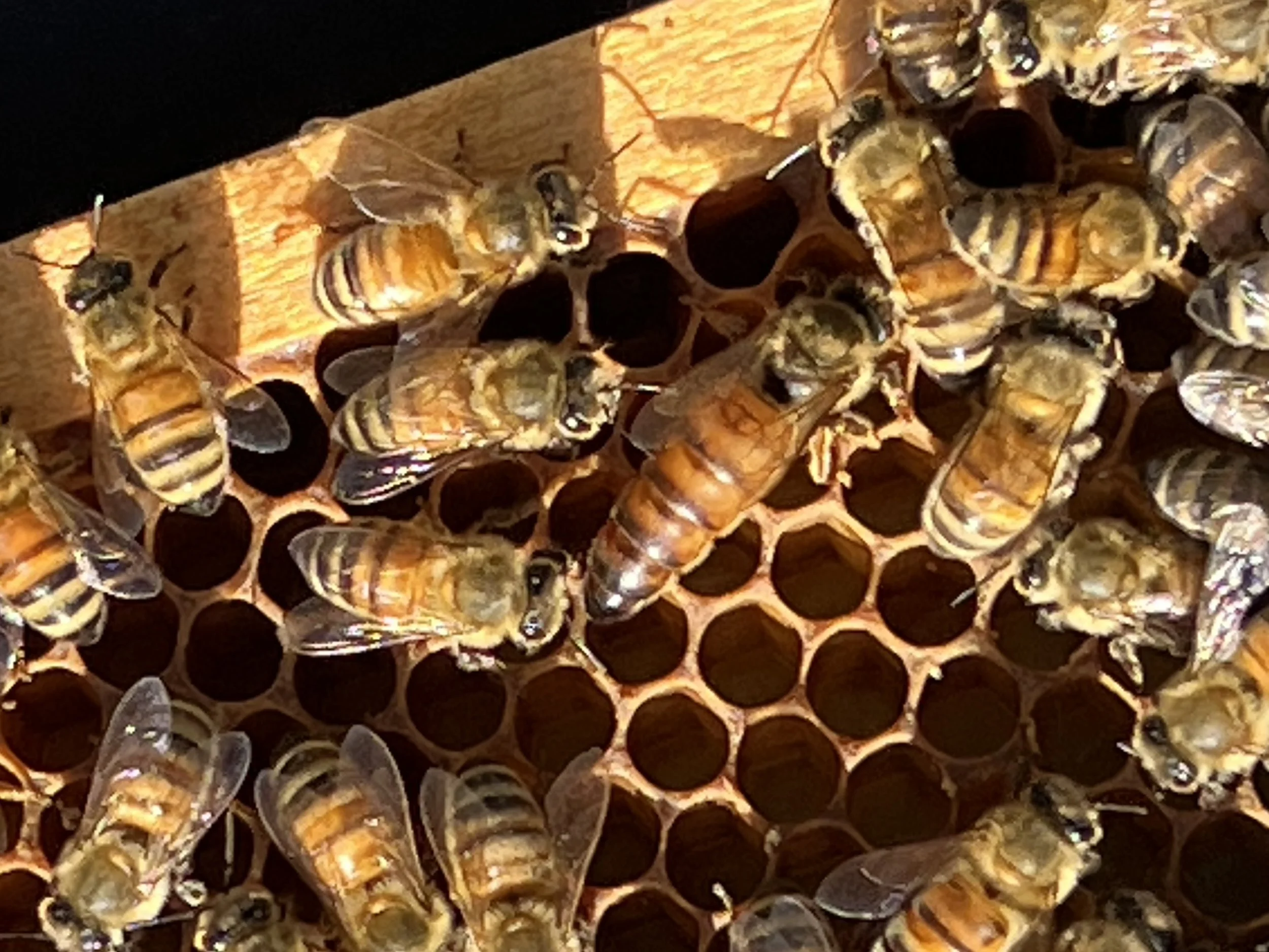 Renova Restoration Queens - Resilient Treatment-Free Queen Honeybees in Virginia's Northern Piedmont.