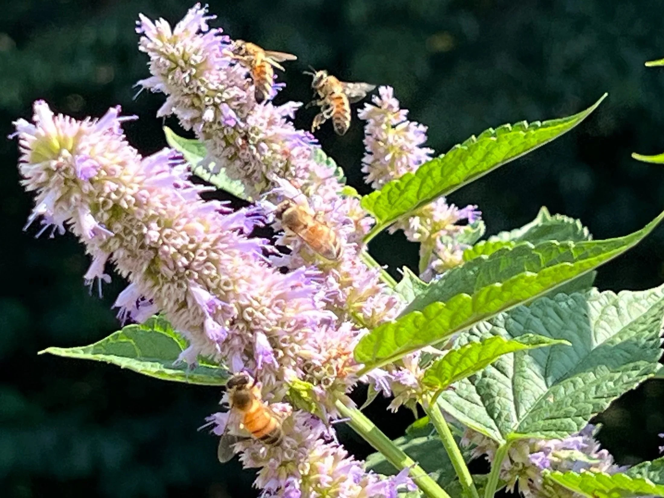 Renova "Swarm the State" Initiative, seeding 2,100 acres annually with perennial pollinator forage corridors across Virginia's Northern Piedmont.