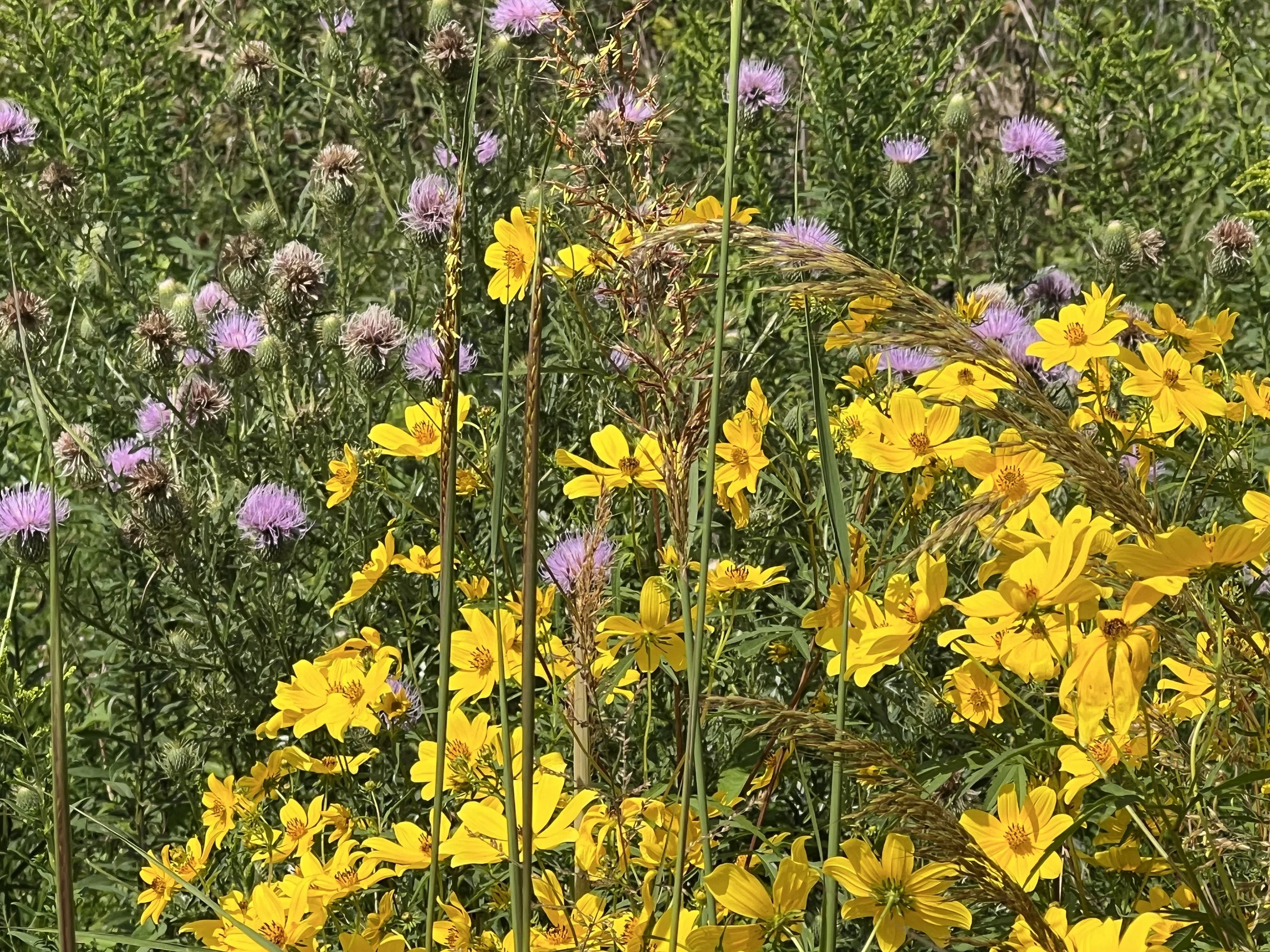 Renova Pollinator Corridors.