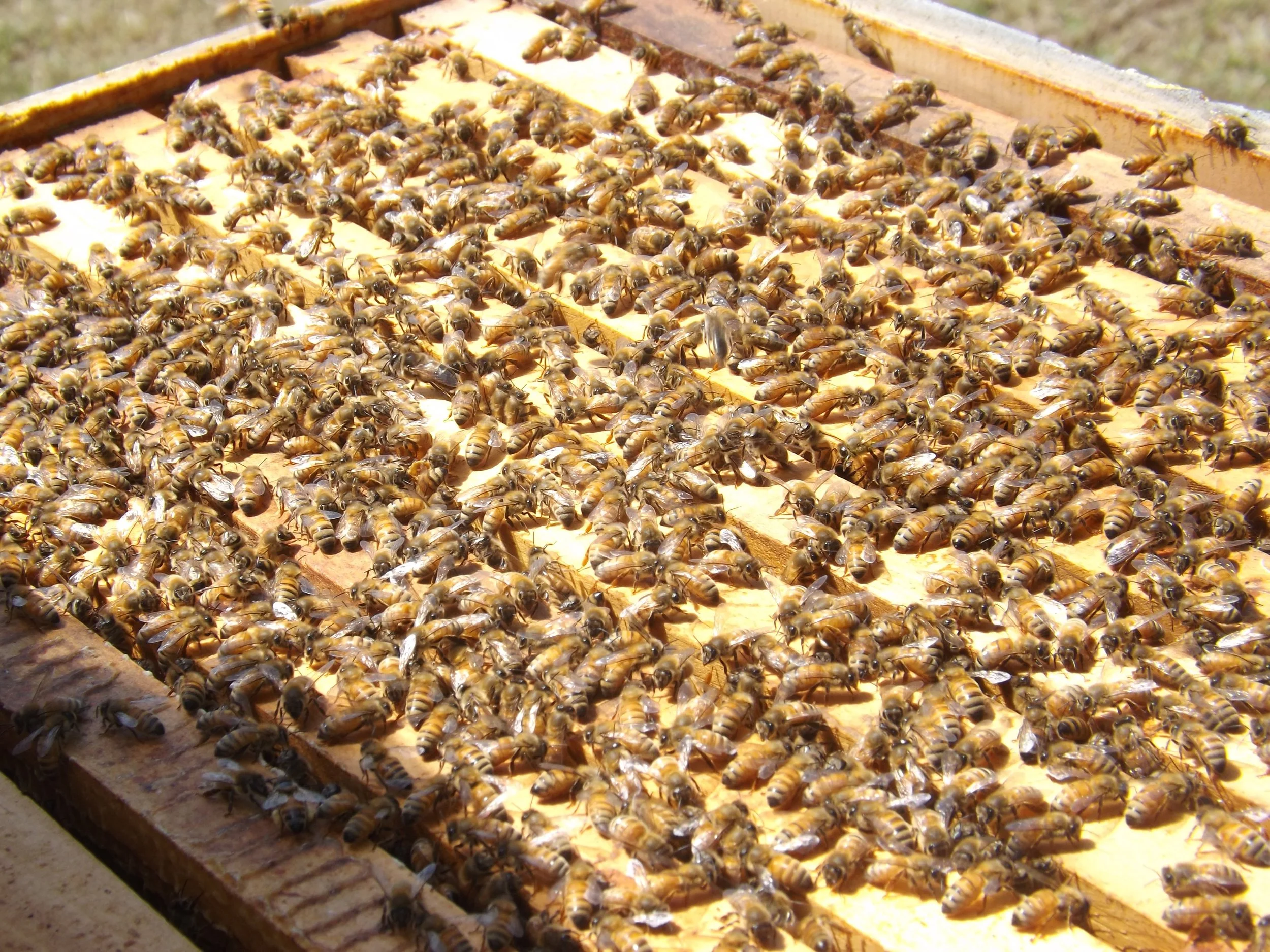Renova - strong Treatment-Free Apiaries.