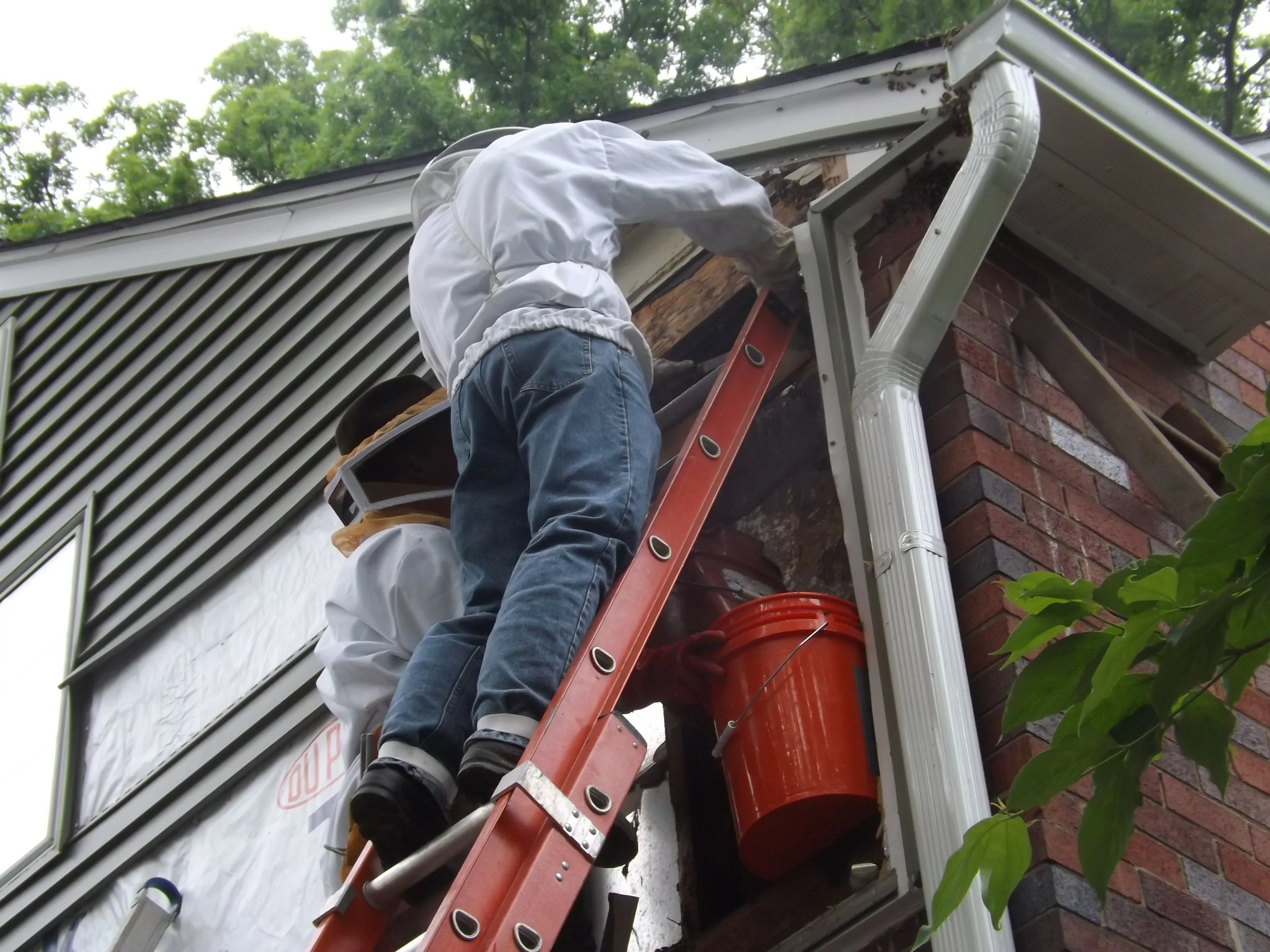 Renova Honeybee Removal and Relocation Services in Alexandria Virginia.