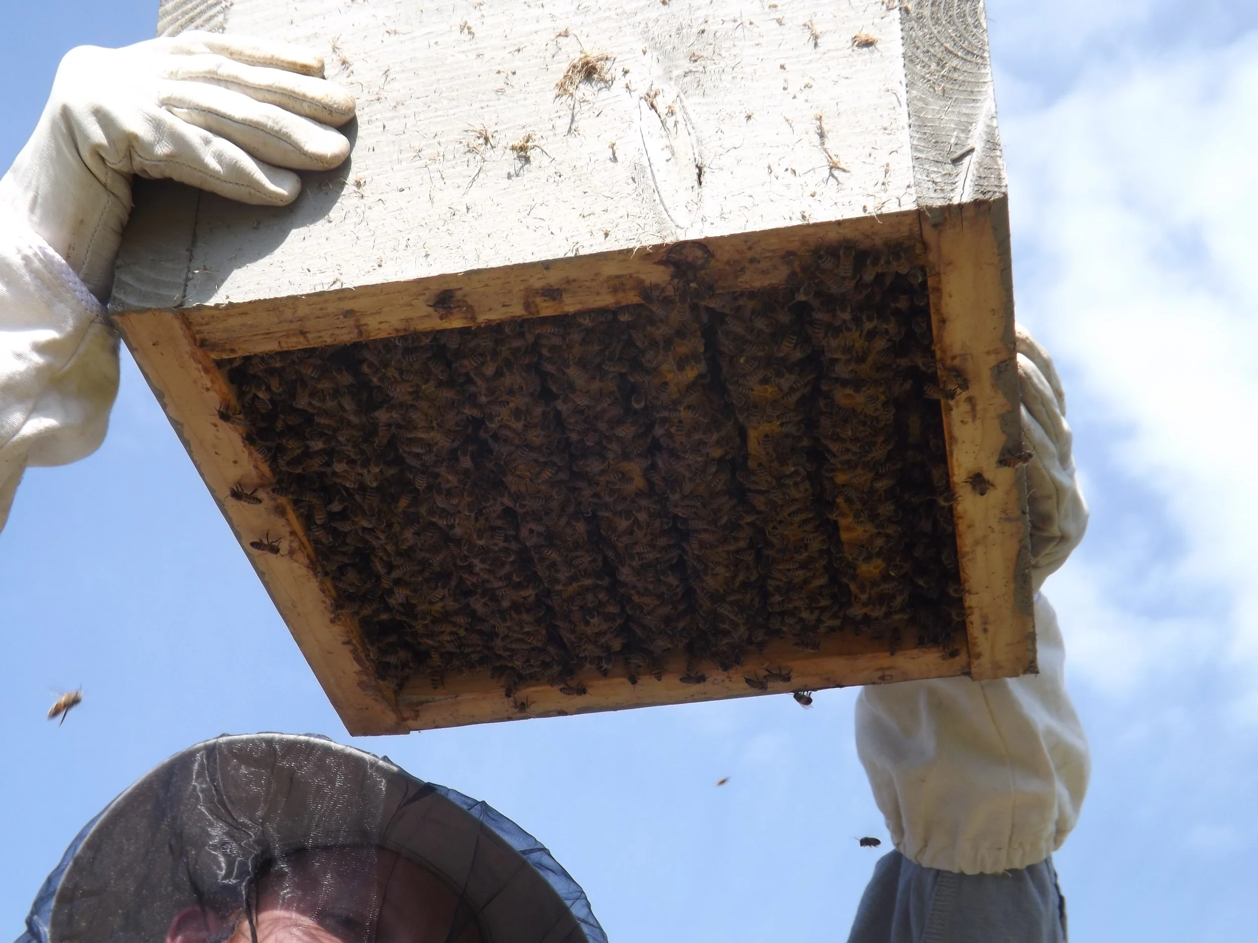 Renova Restoration Hive Success!