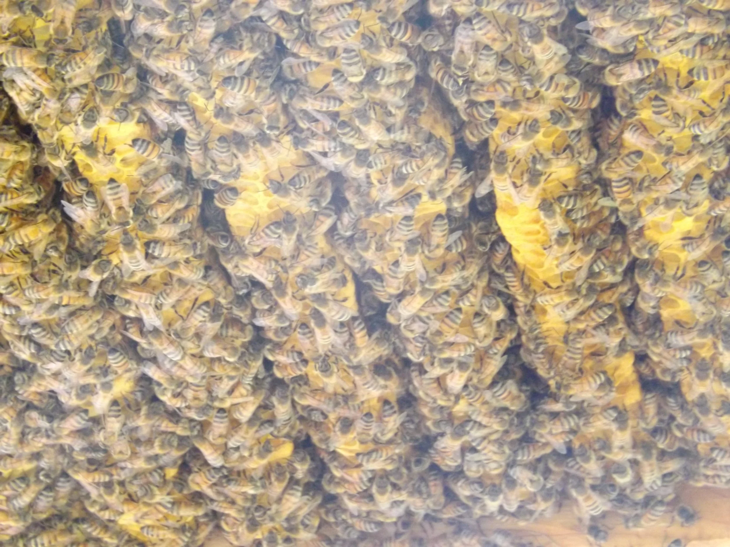 Renova - Rebuilding the Honeybee Population across Virginia's Northern Piedmont. 