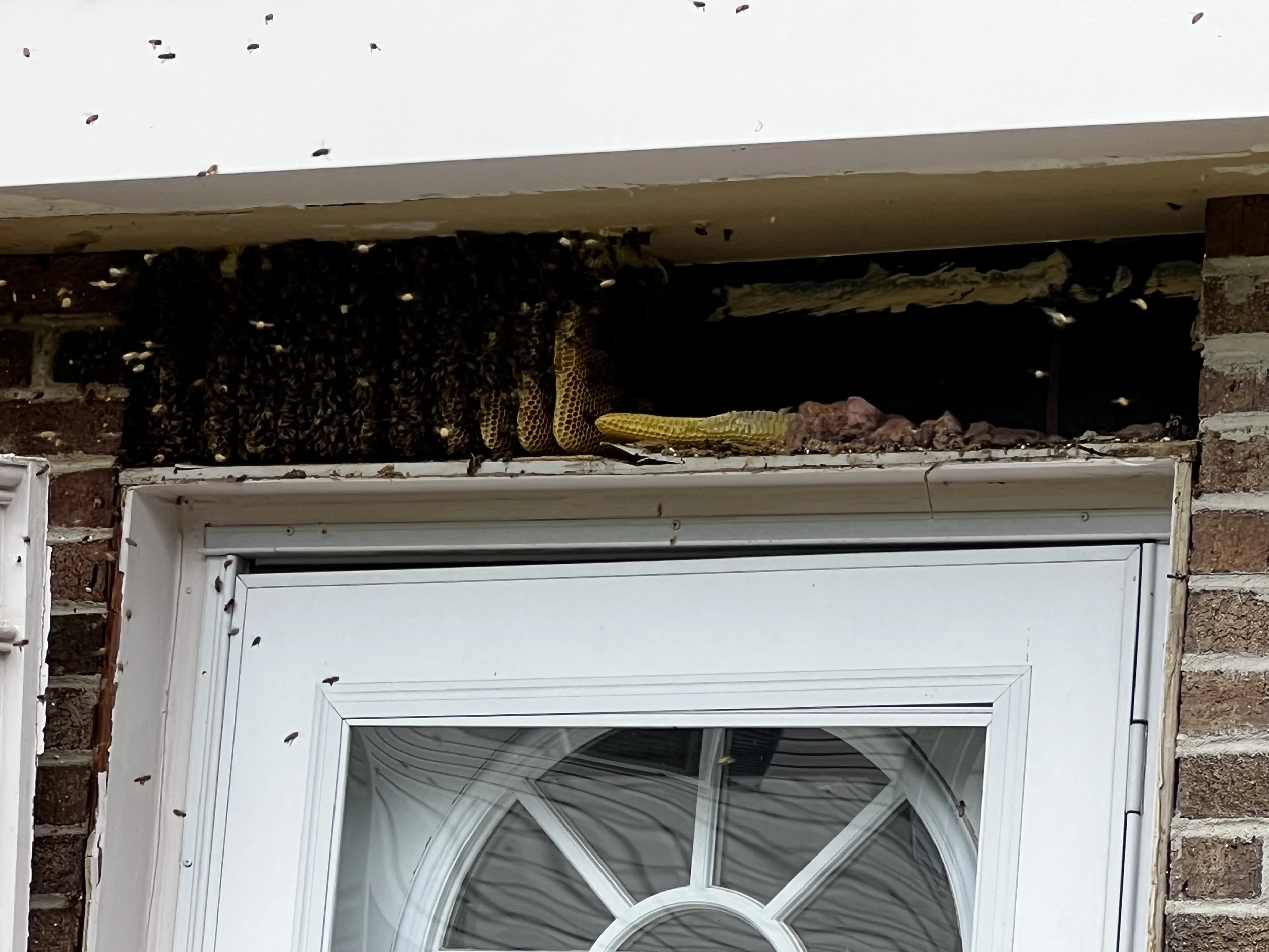 Renova Sustainable Agriculture, LLC Honeybee Relocation Services in Fairfax, VA.