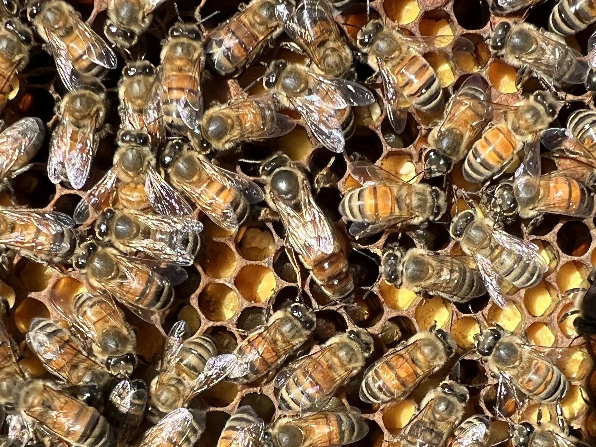Renova Restoration Queens - Resilient Treatment-Free Queen Honeybees in Virginia's Northern Piedmont.